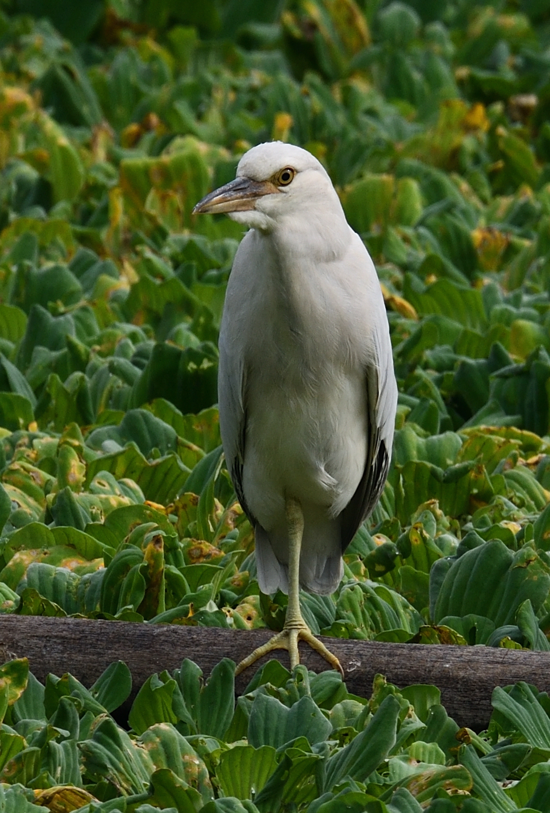 鹭岛鸟趣—白化夜鹭⑦