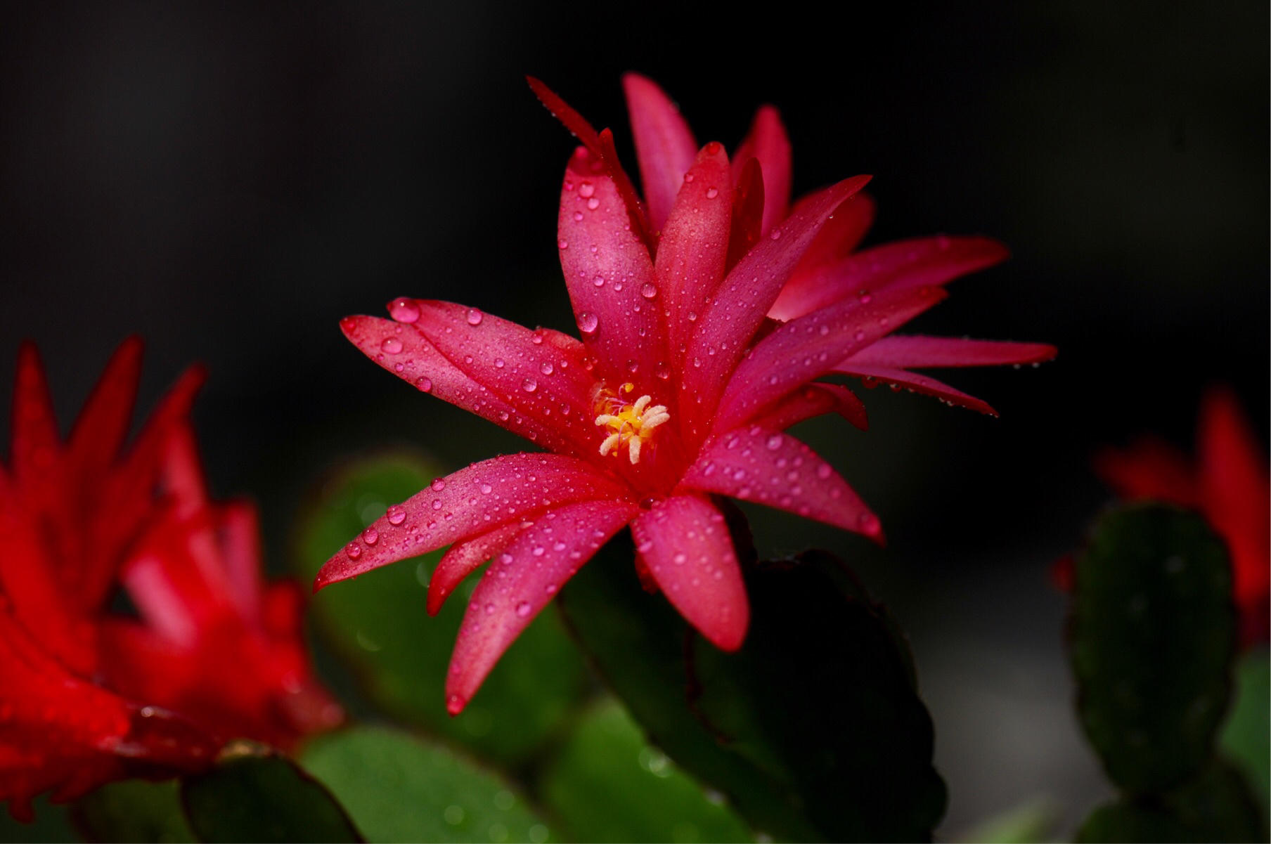 其实最简单的一个区分办法就是花期不同,仙子兰是在四月开花的,而