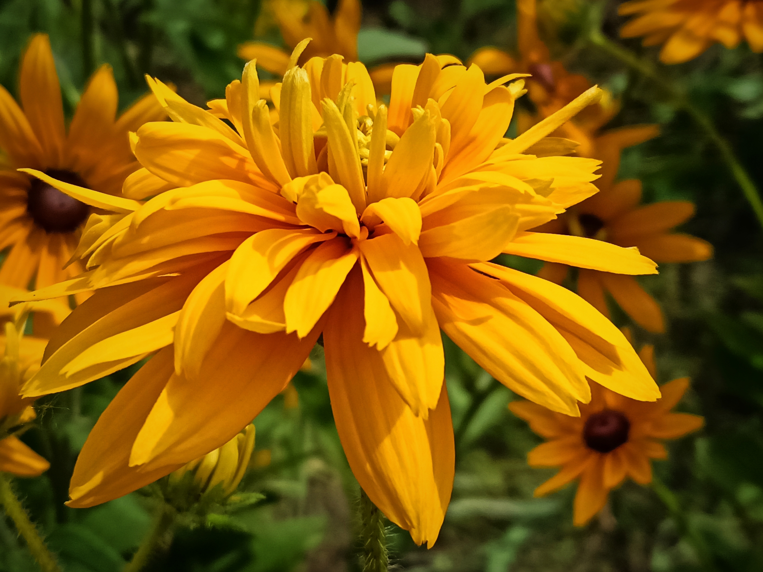 重瓣黑心金光菊【首发】