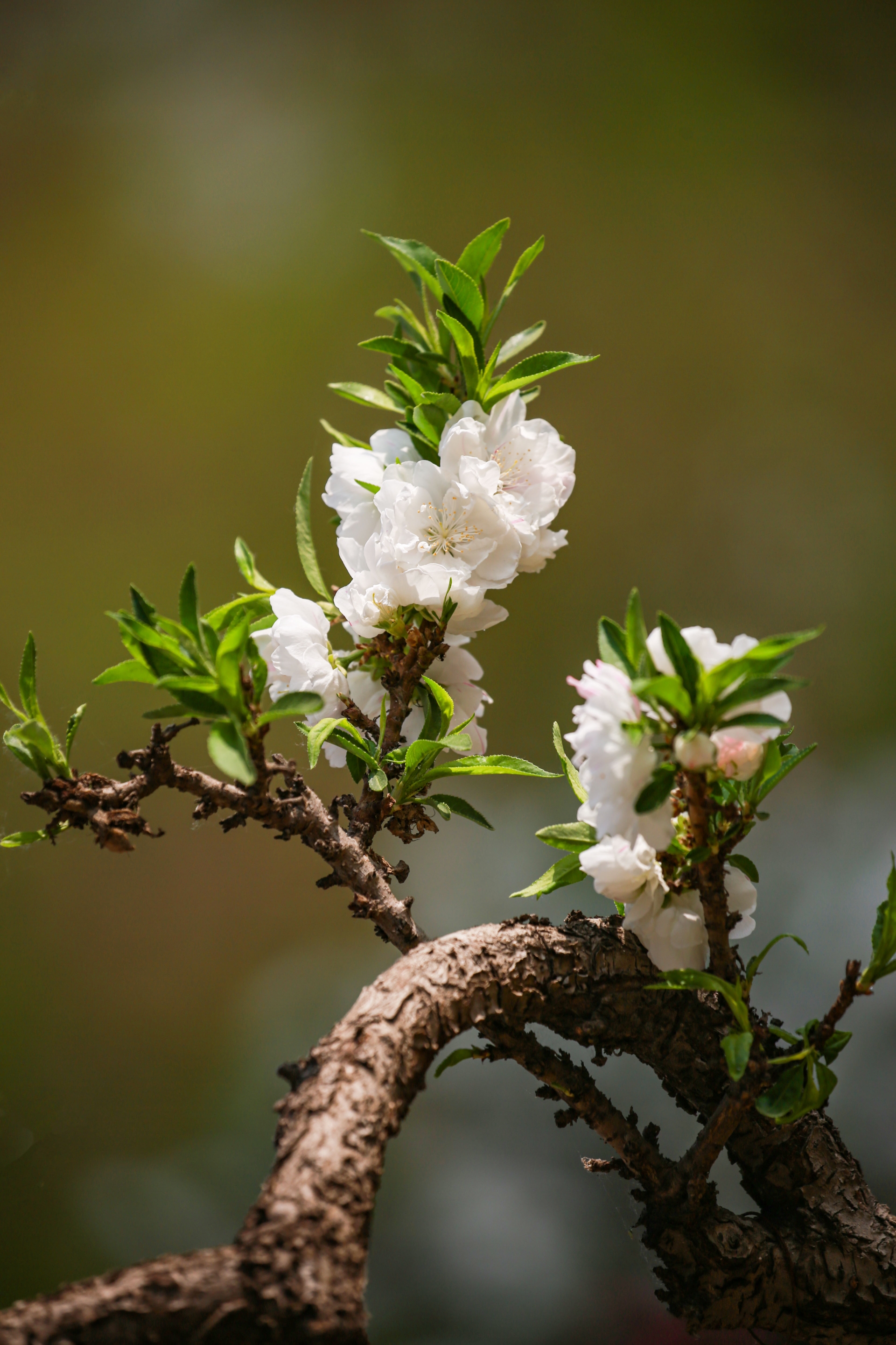 桃花的种类颜色
