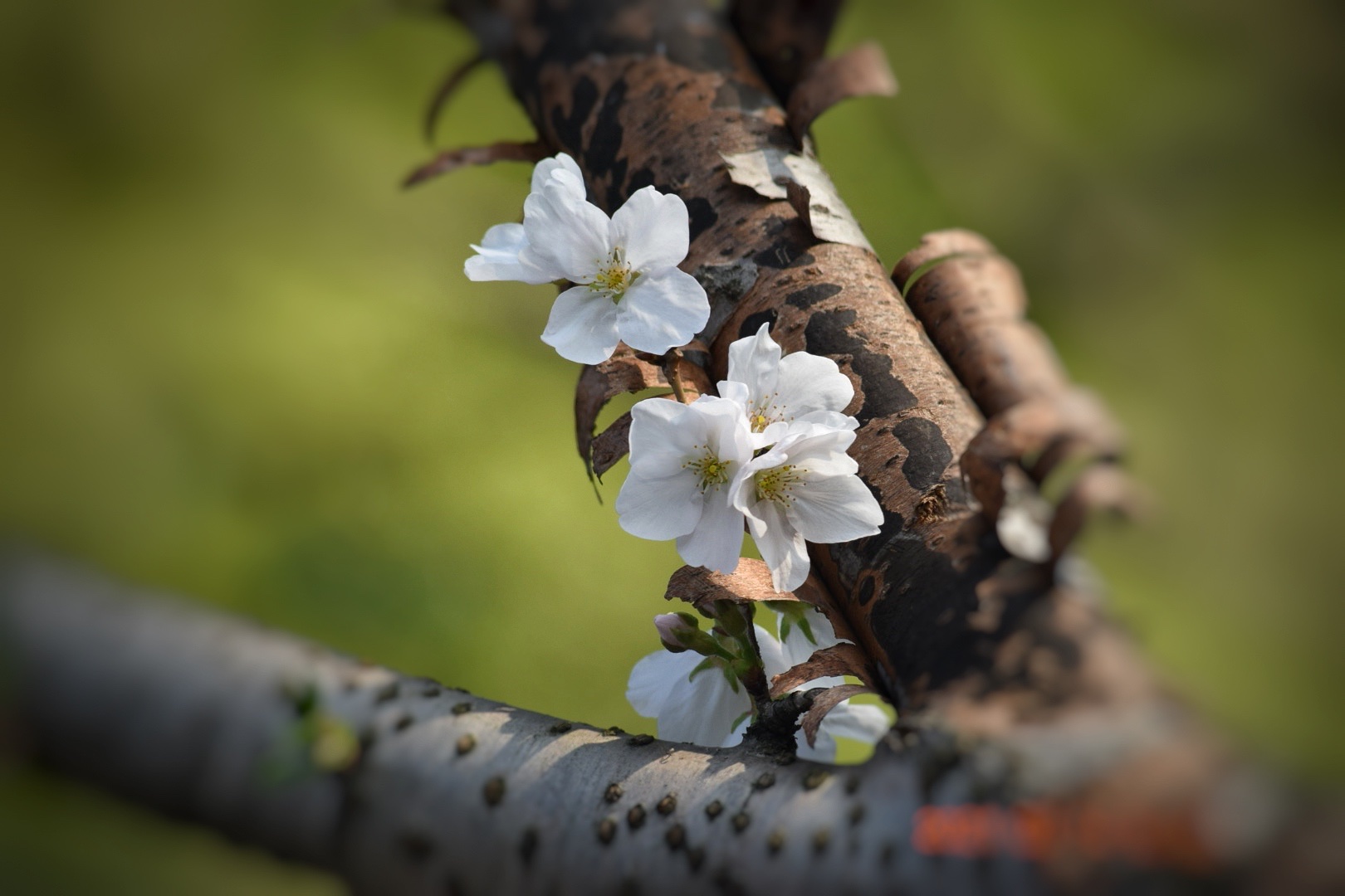 风吹樱花舞 踏实走沧桑 (首发)