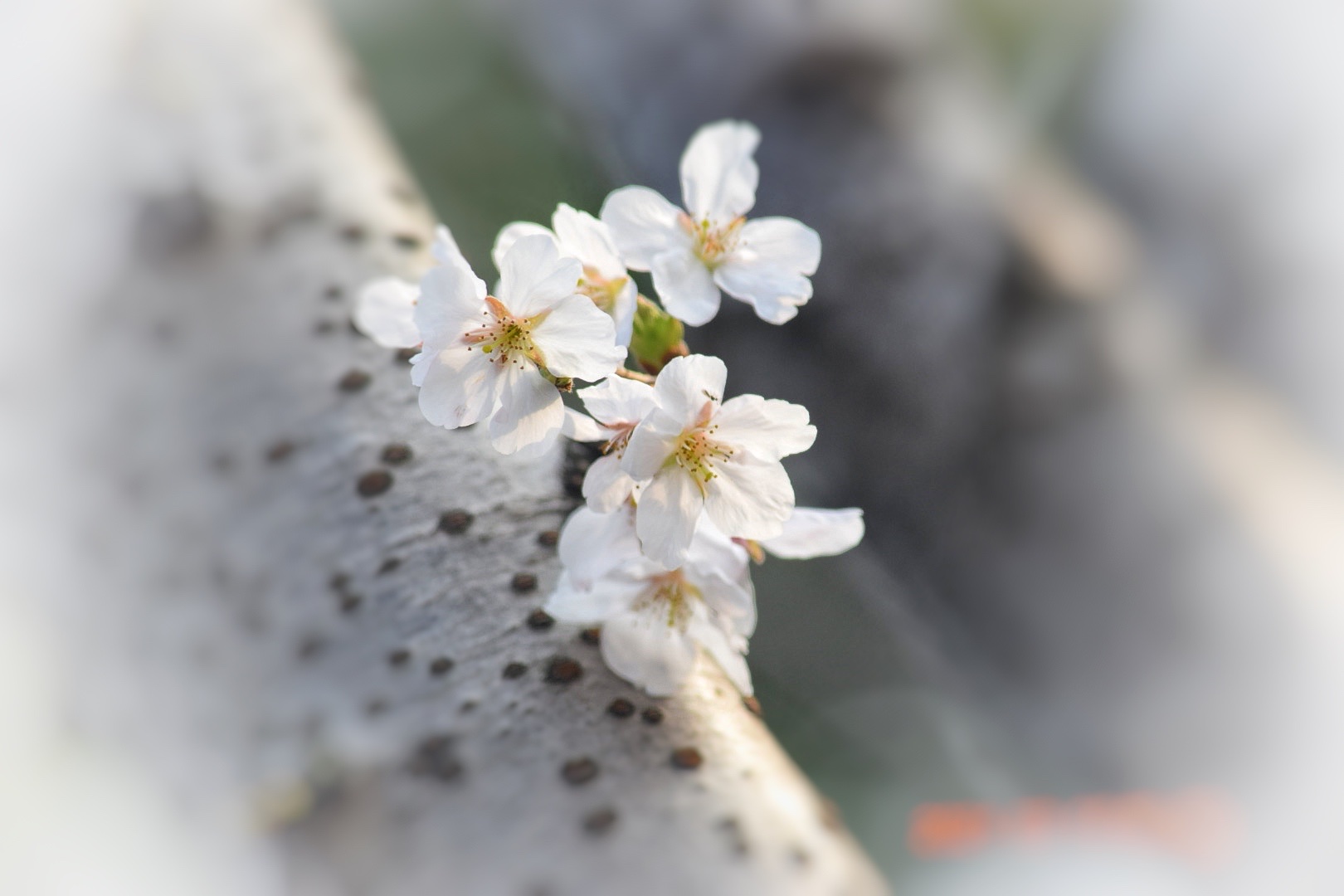 风吹樱花舞 踏实走沧桑 (首发)
