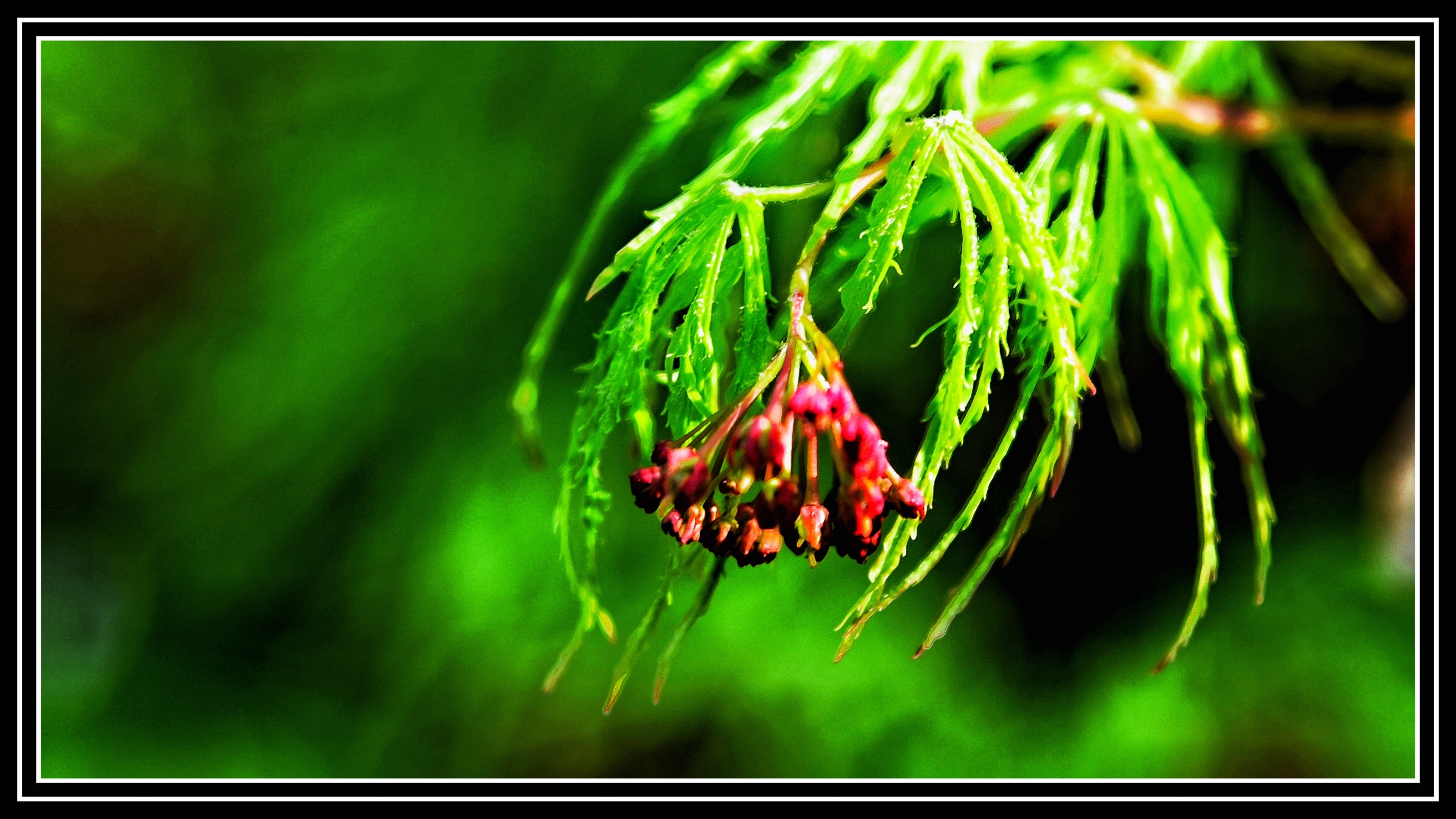 羽毛槭(一)《首发》