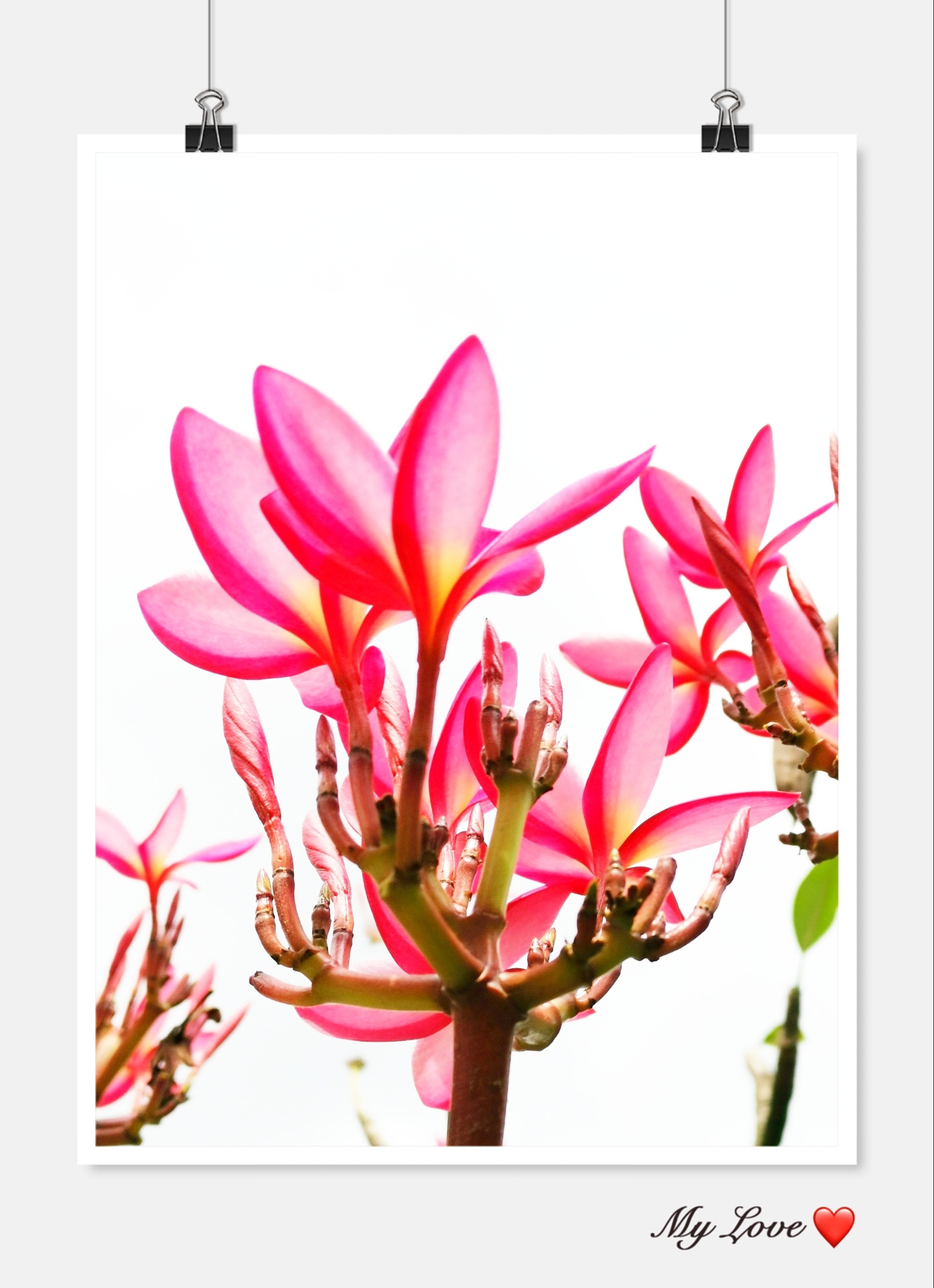 清馨素洁缅栀花