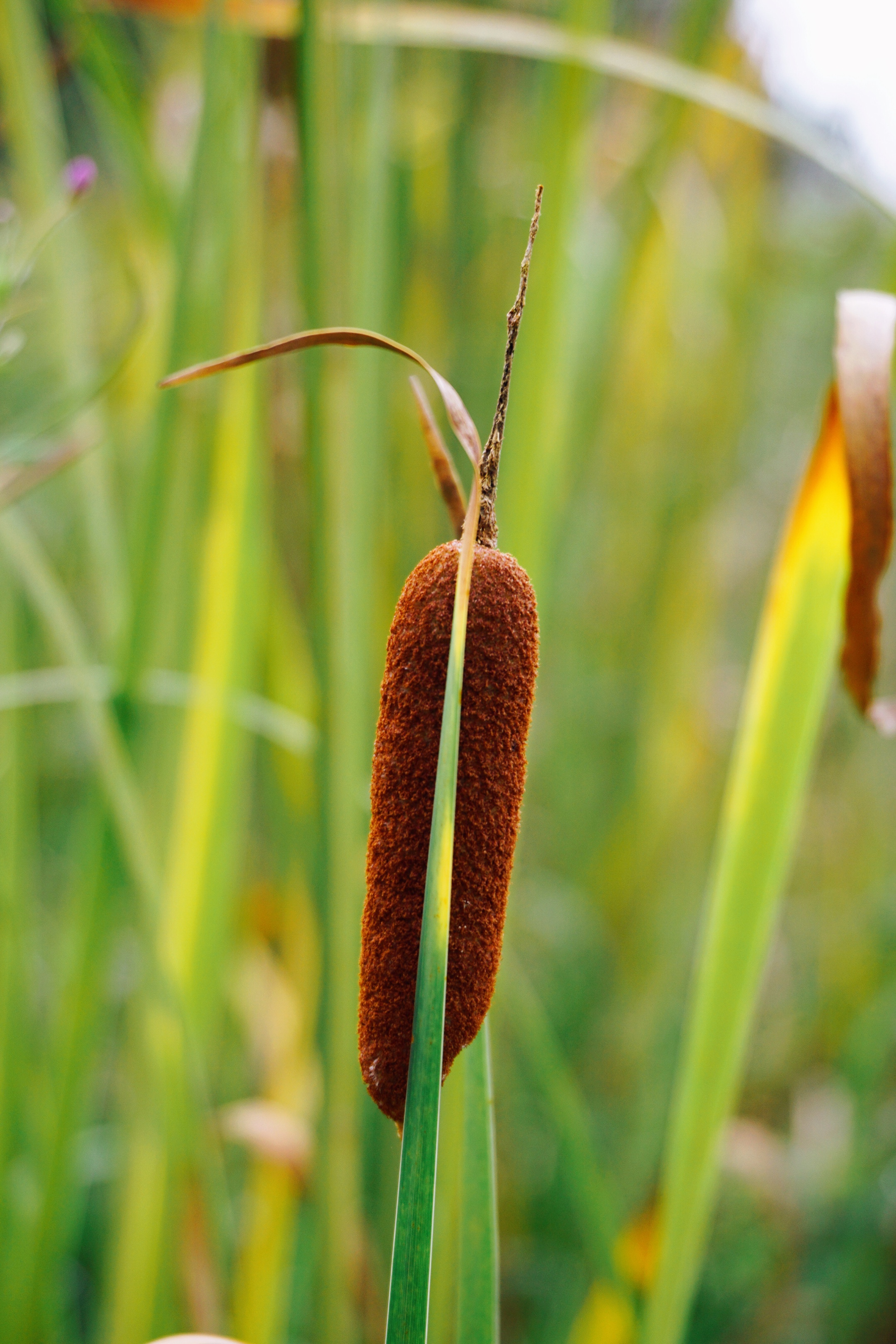 东方香蒲〖首发.原创