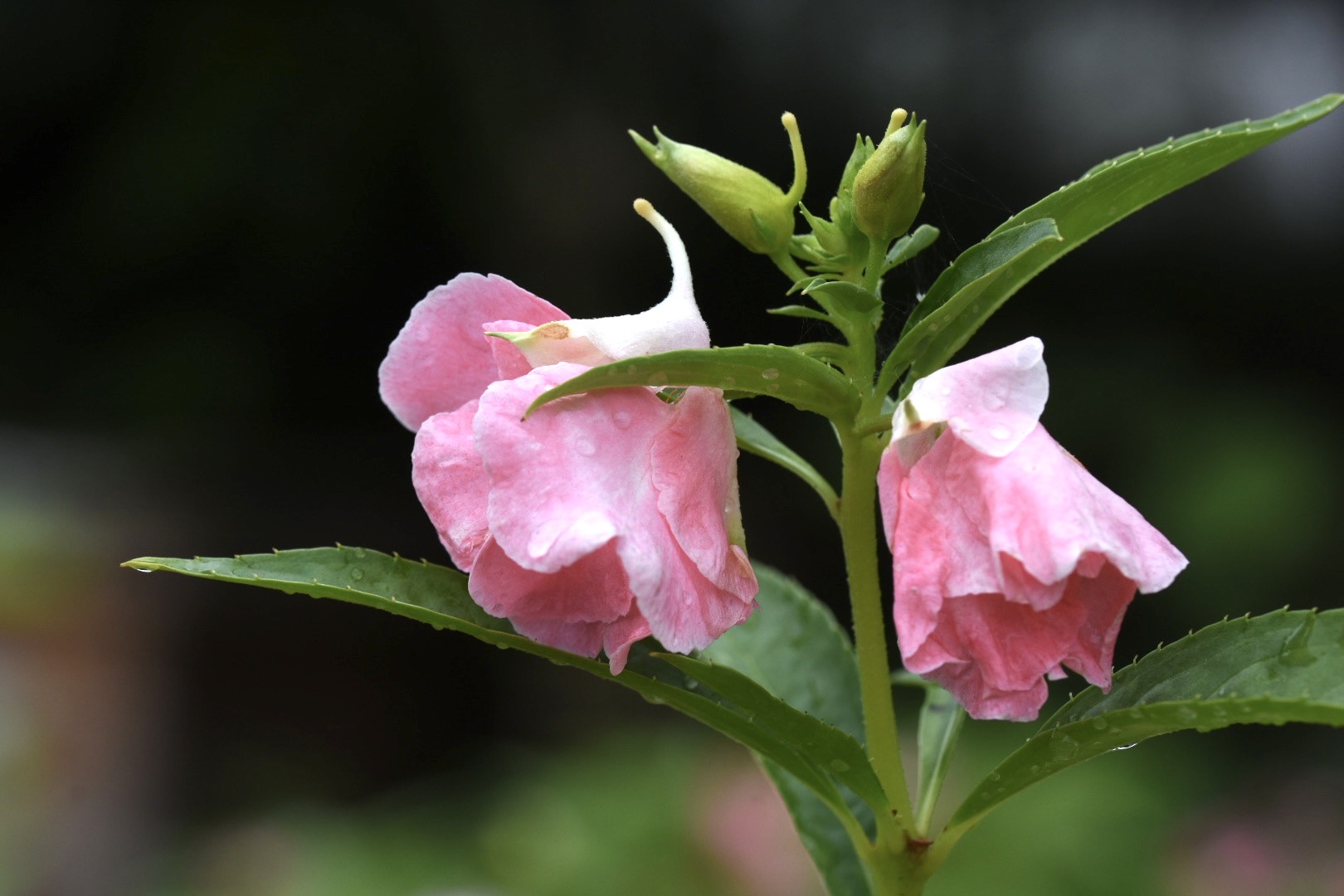 【首发】"姹紫嫣红凤仙花"