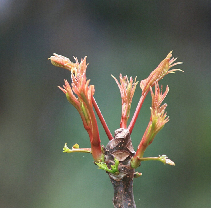 【文字原创首发】似水流年里,那一捧醉人的香椿芽儿