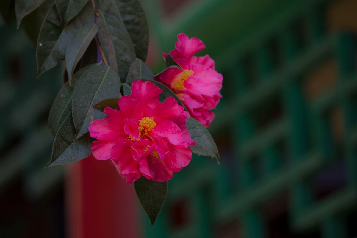 【首发】古树茶花