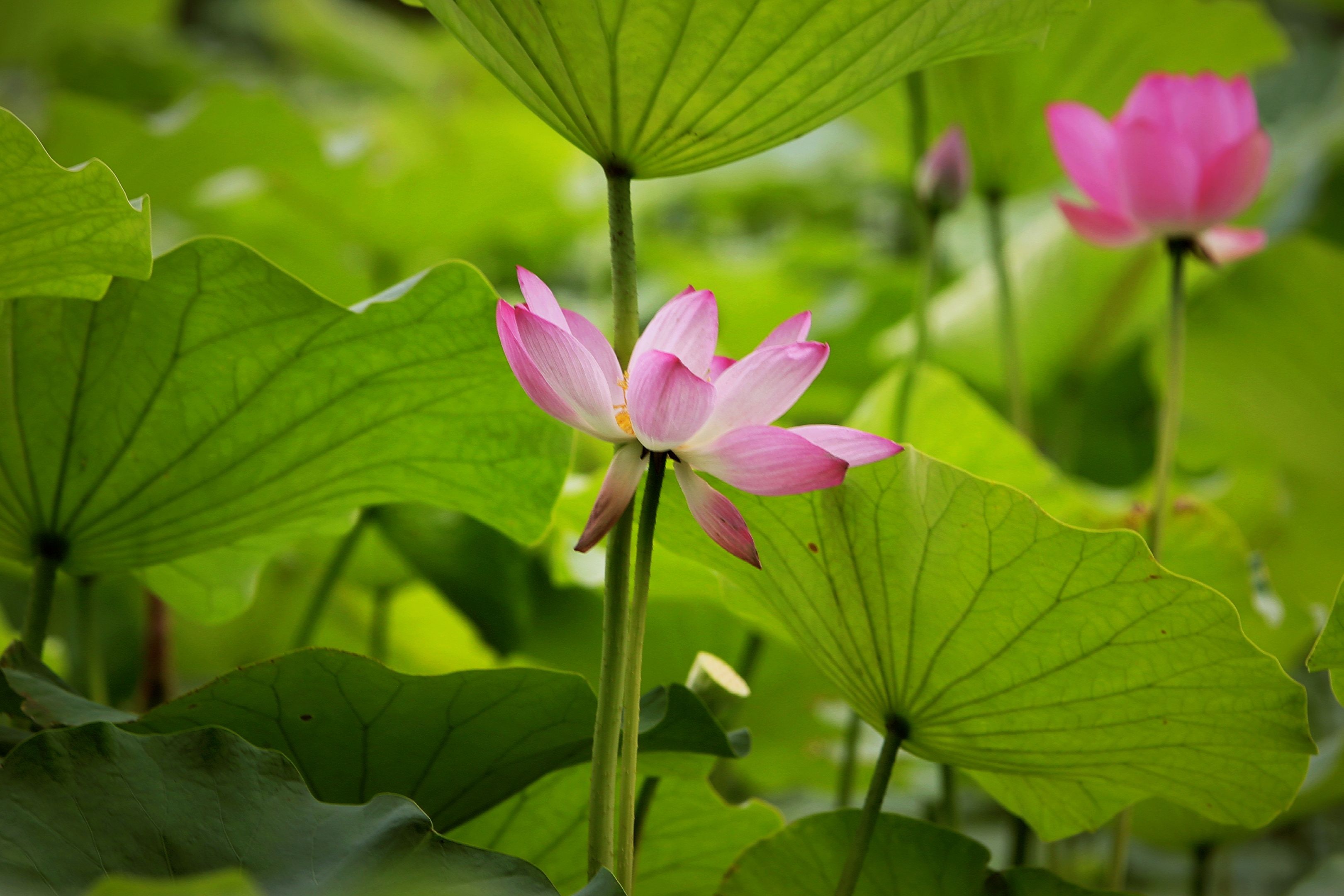 荷花种植在西湖西北侧一个狭长不规则的小湖里,沿着湖边蜿蜿蜒蜒一圈