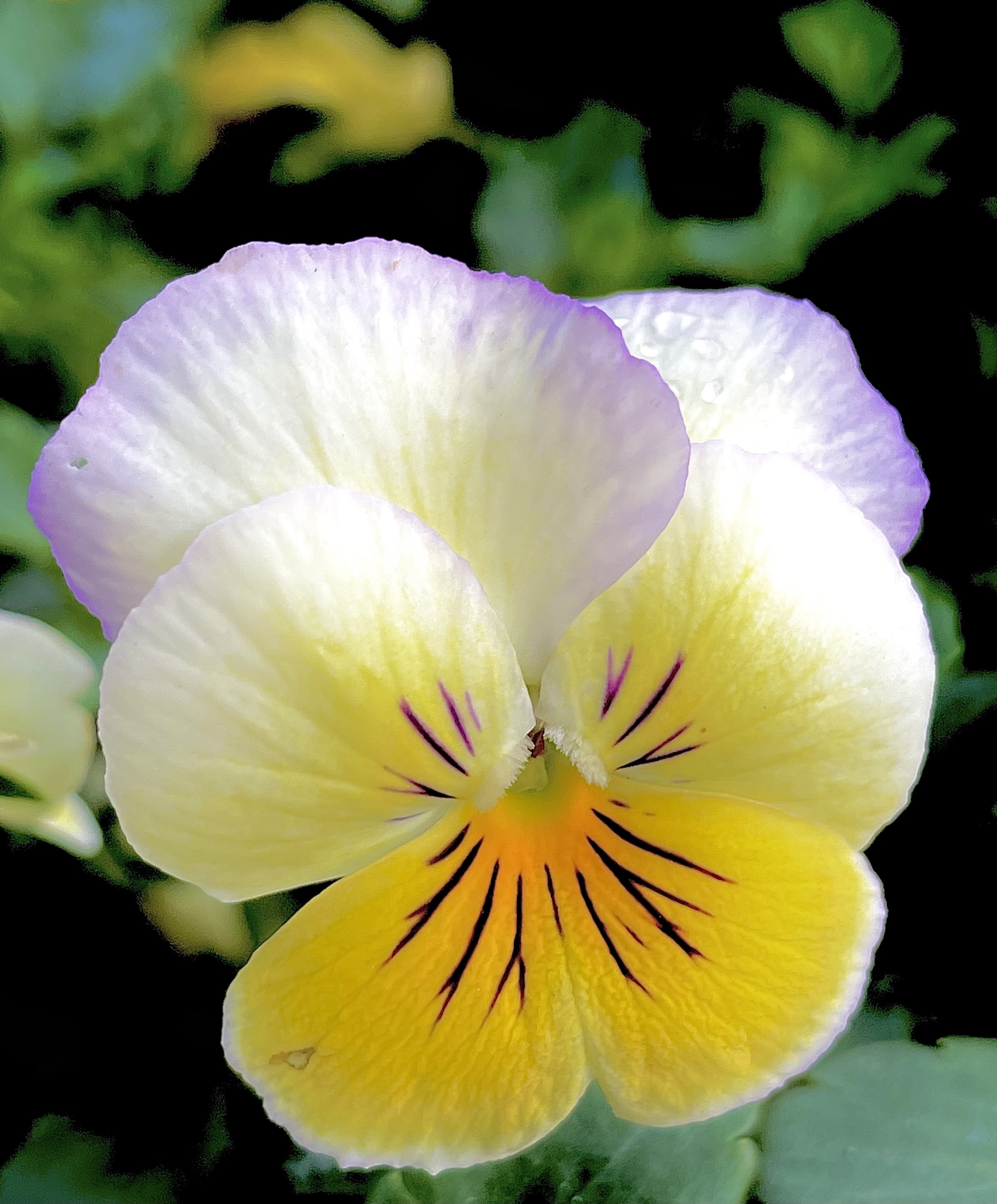 【首发】堇堇菜,猴儿脸