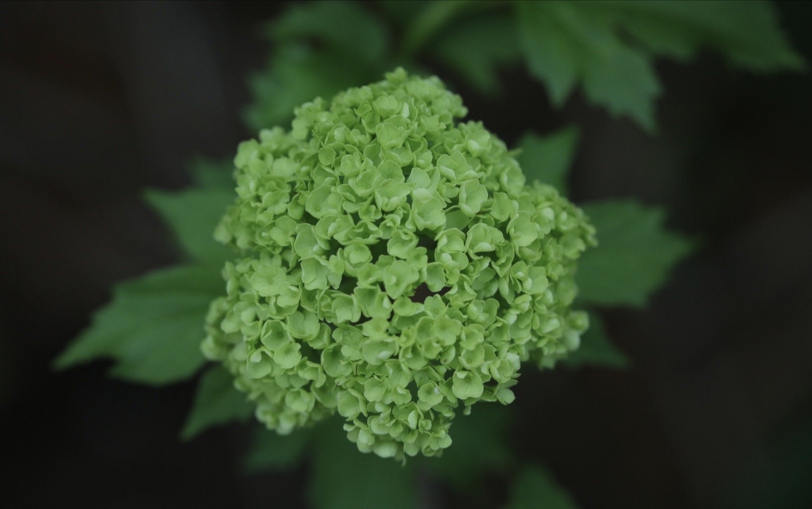 【首发】木绣球