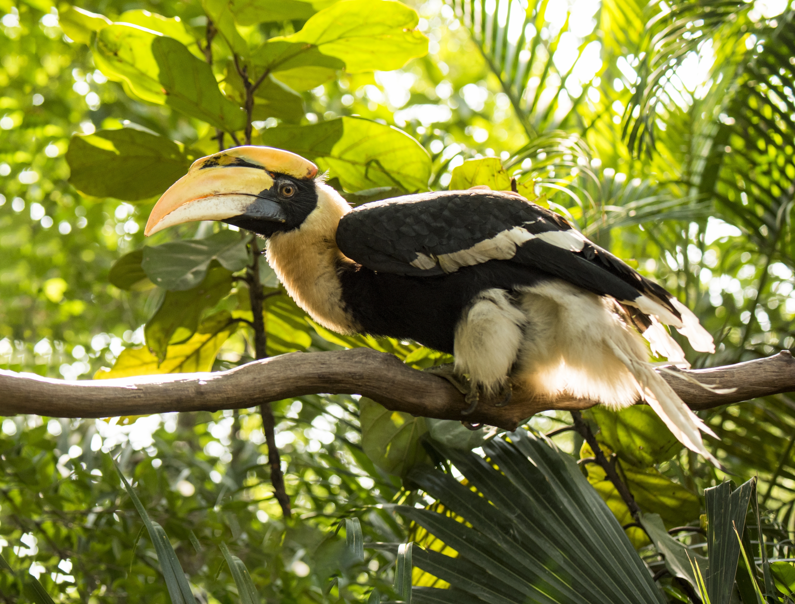 大嘴犀鸟的爱情故事首发