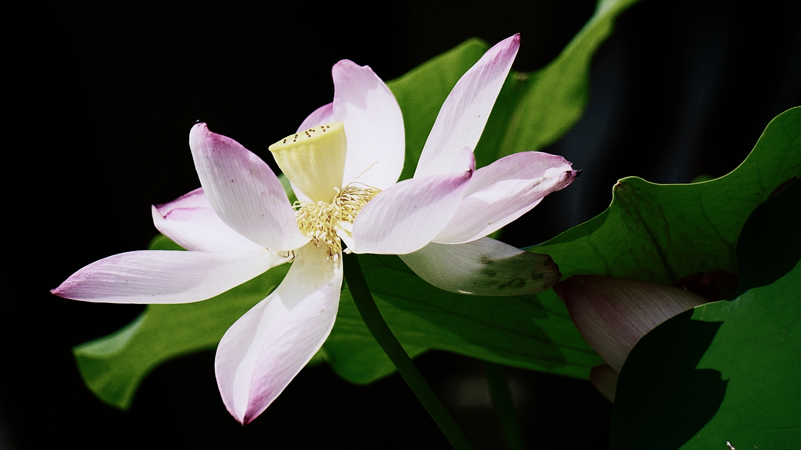 芙蓉向脸两边开"