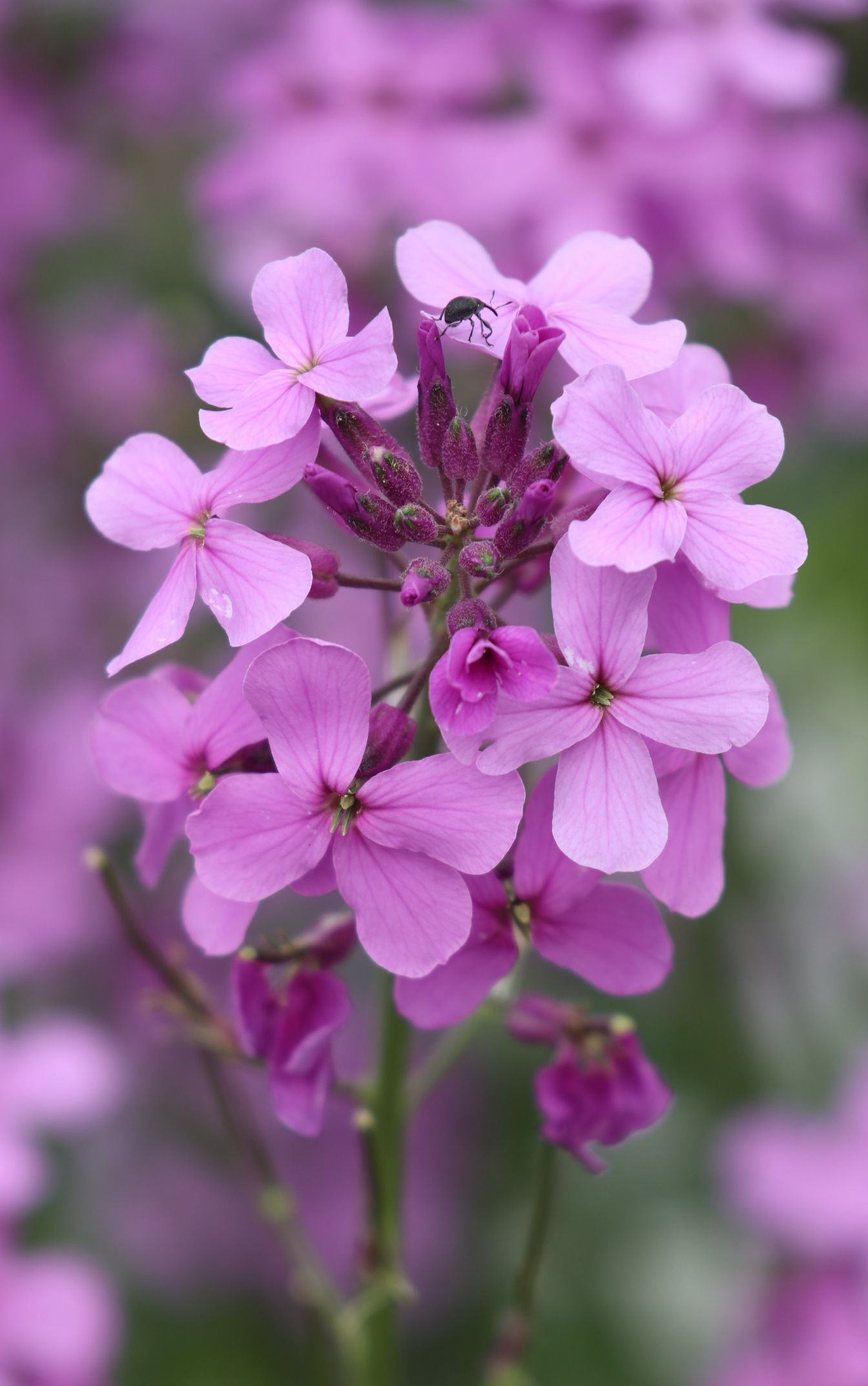 【首发】花旗杆