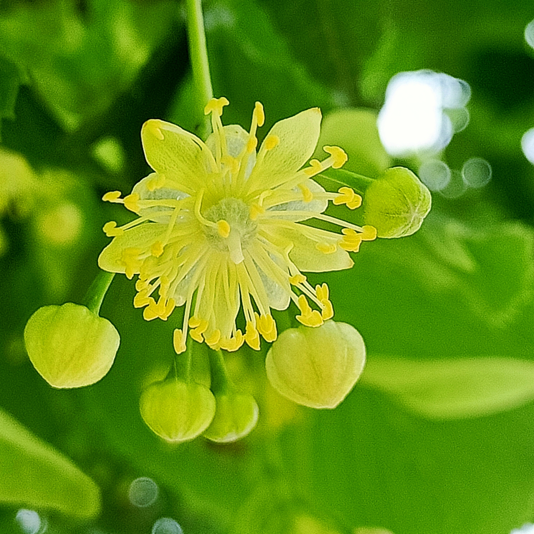 紫椴花【首发】