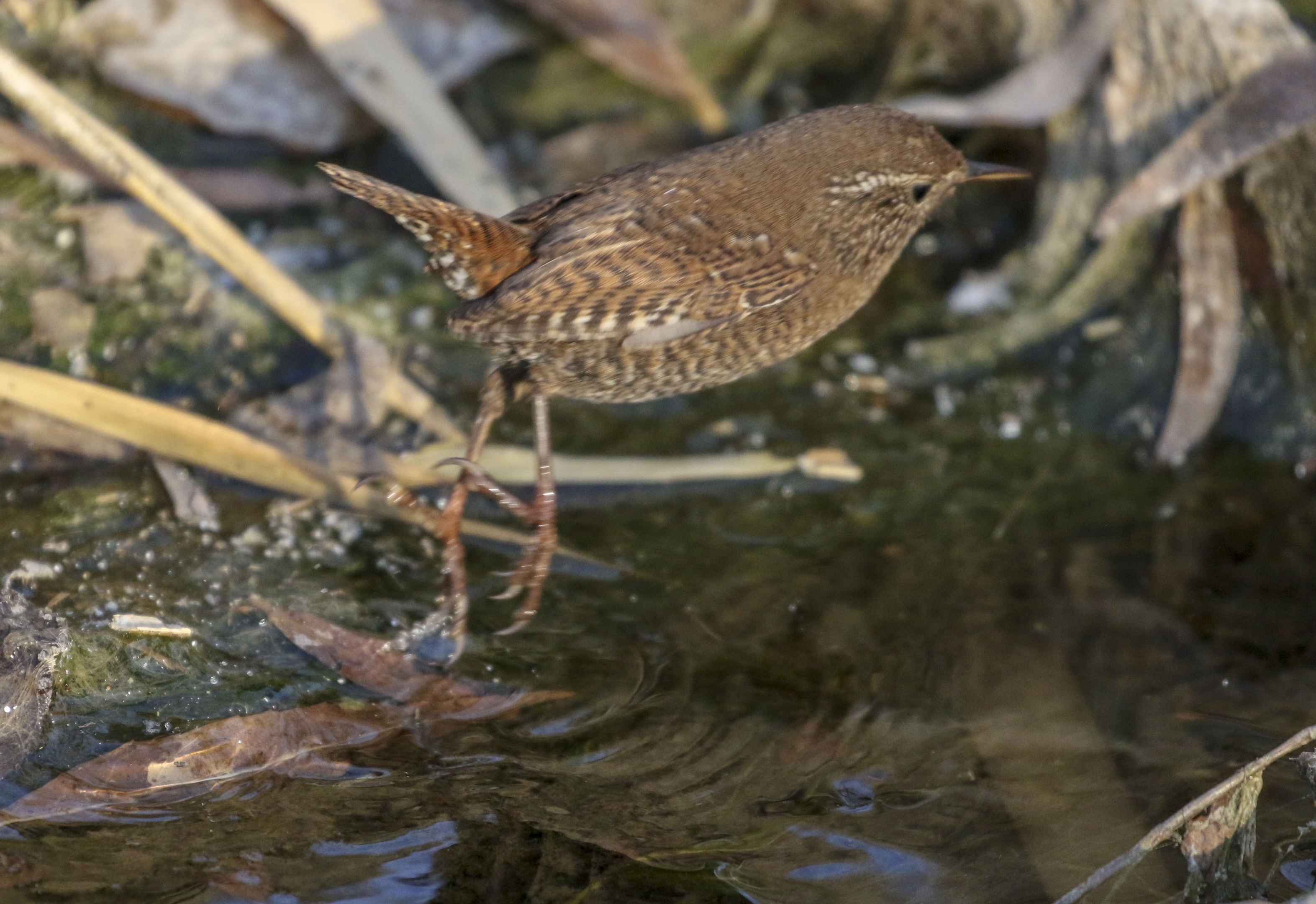 小小鸟儿焦鹩【首发】
