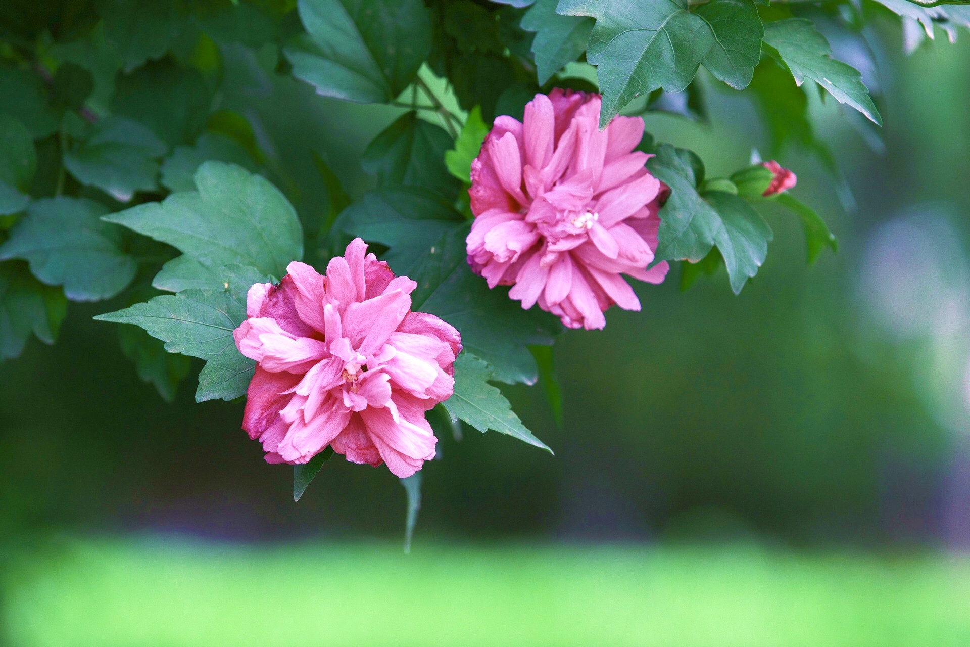 [首发] 牡丹木槿(二)