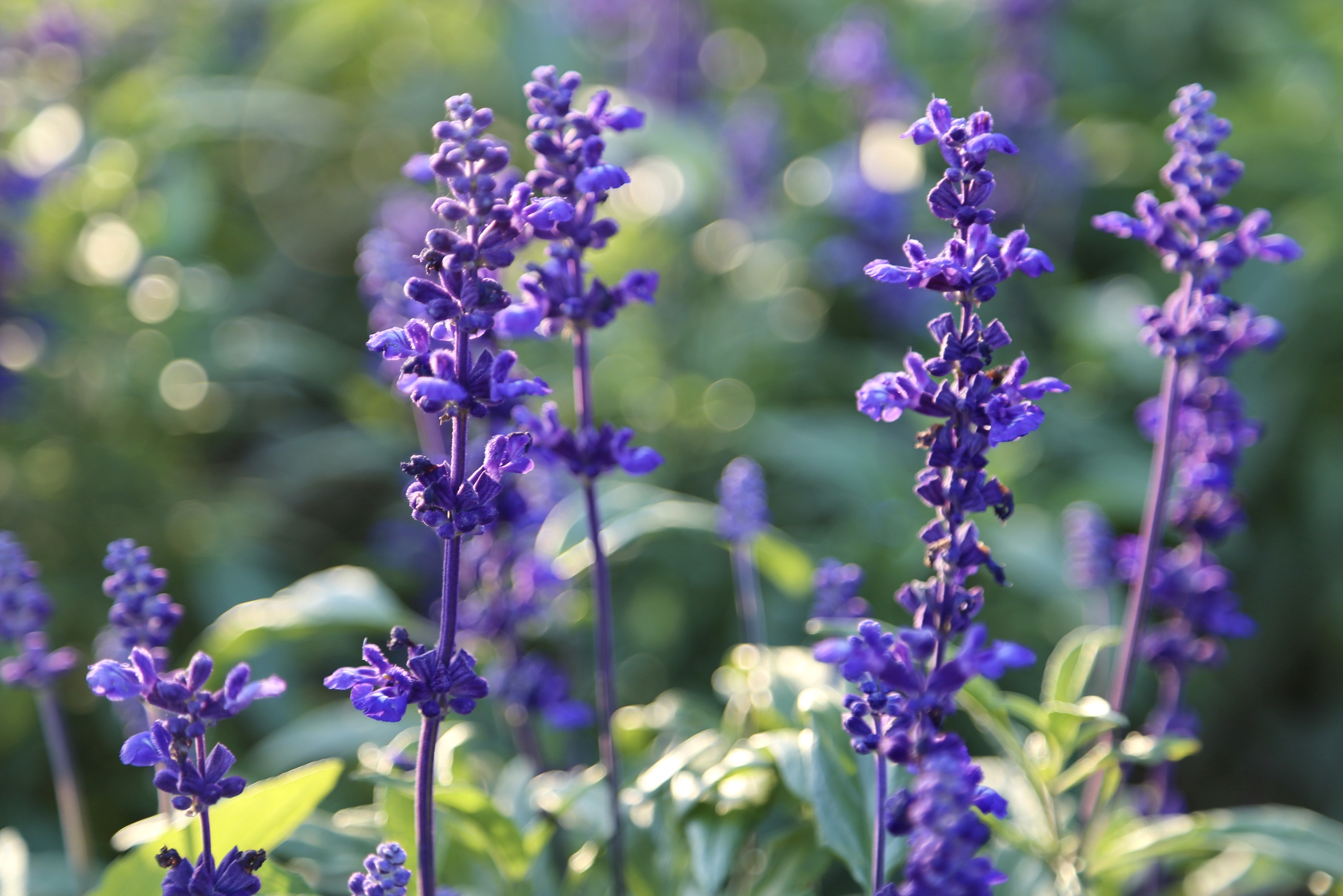 幸福之花·鼠尾草【首发】