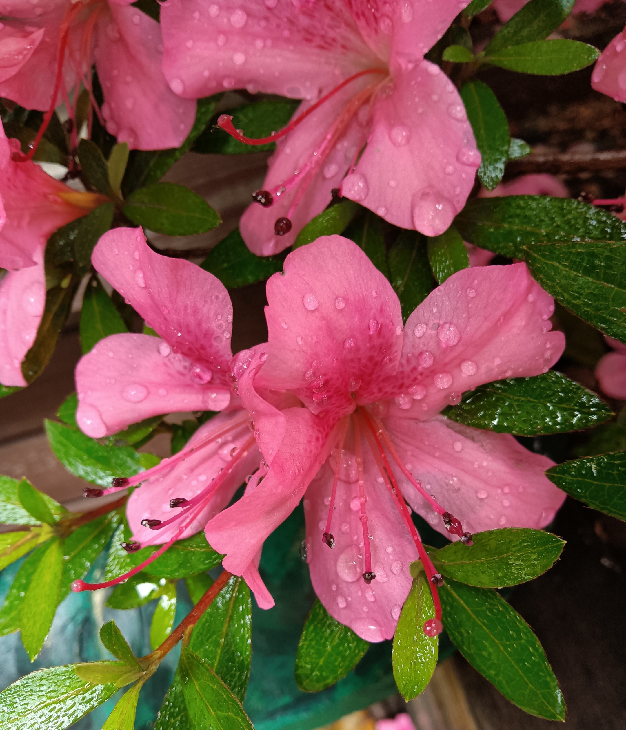 雨中杜鹃花图片图片