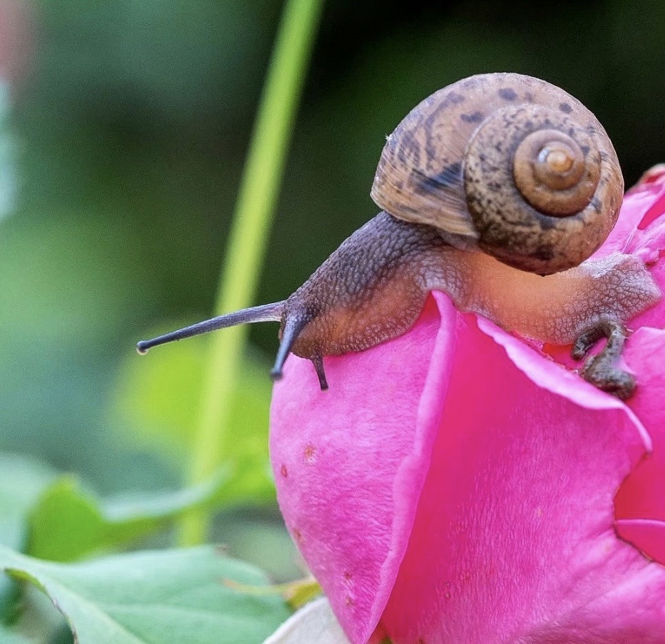 【首发】蜗牛旅行记(六)