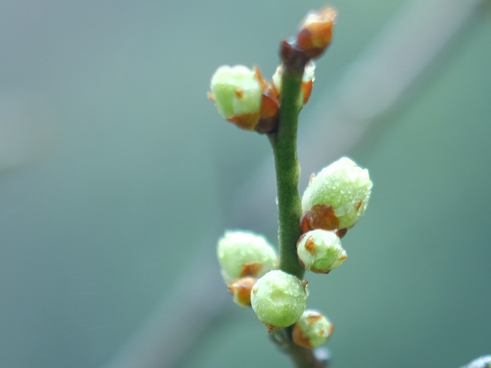 苹果绿*梅花花蕾