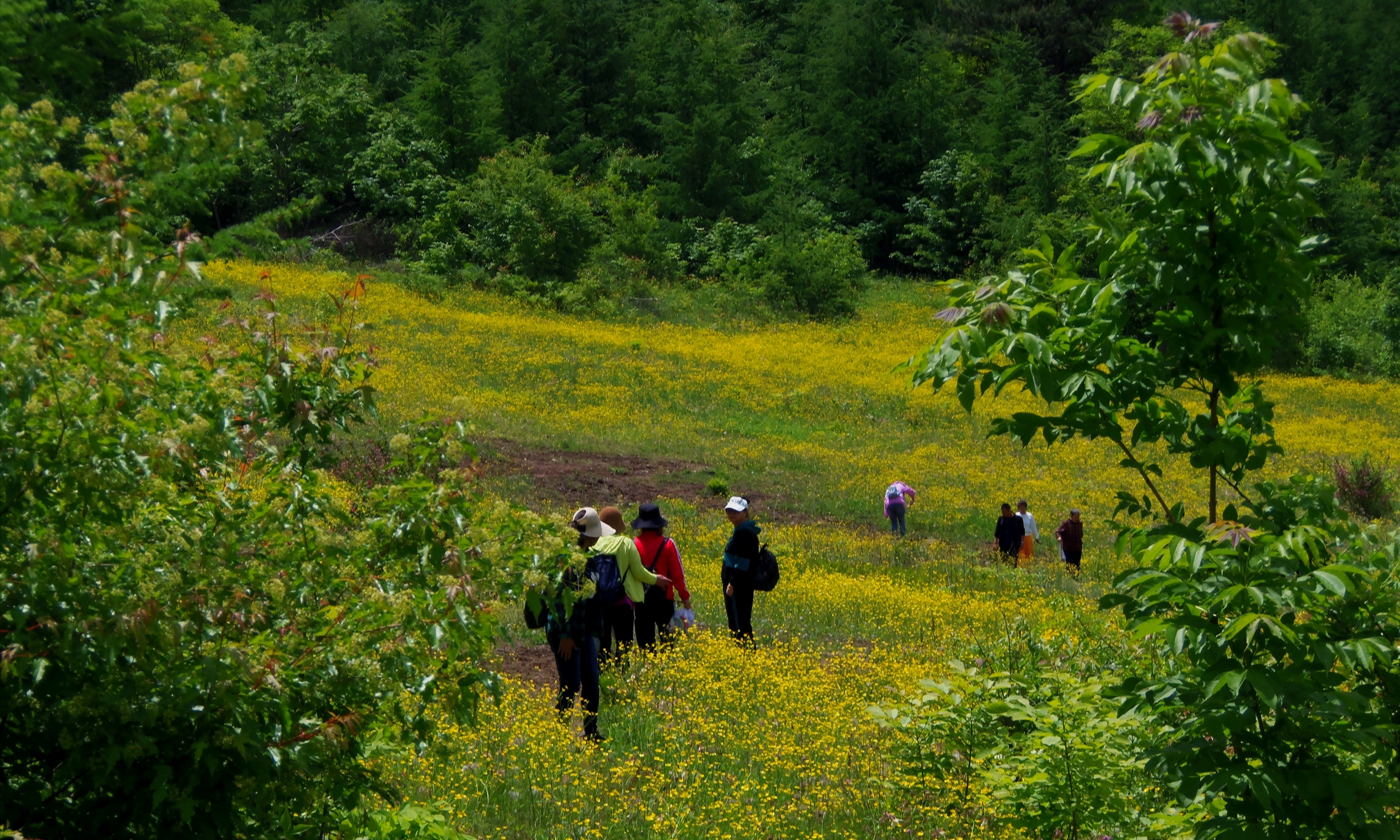 【首发】黄花甸里身影