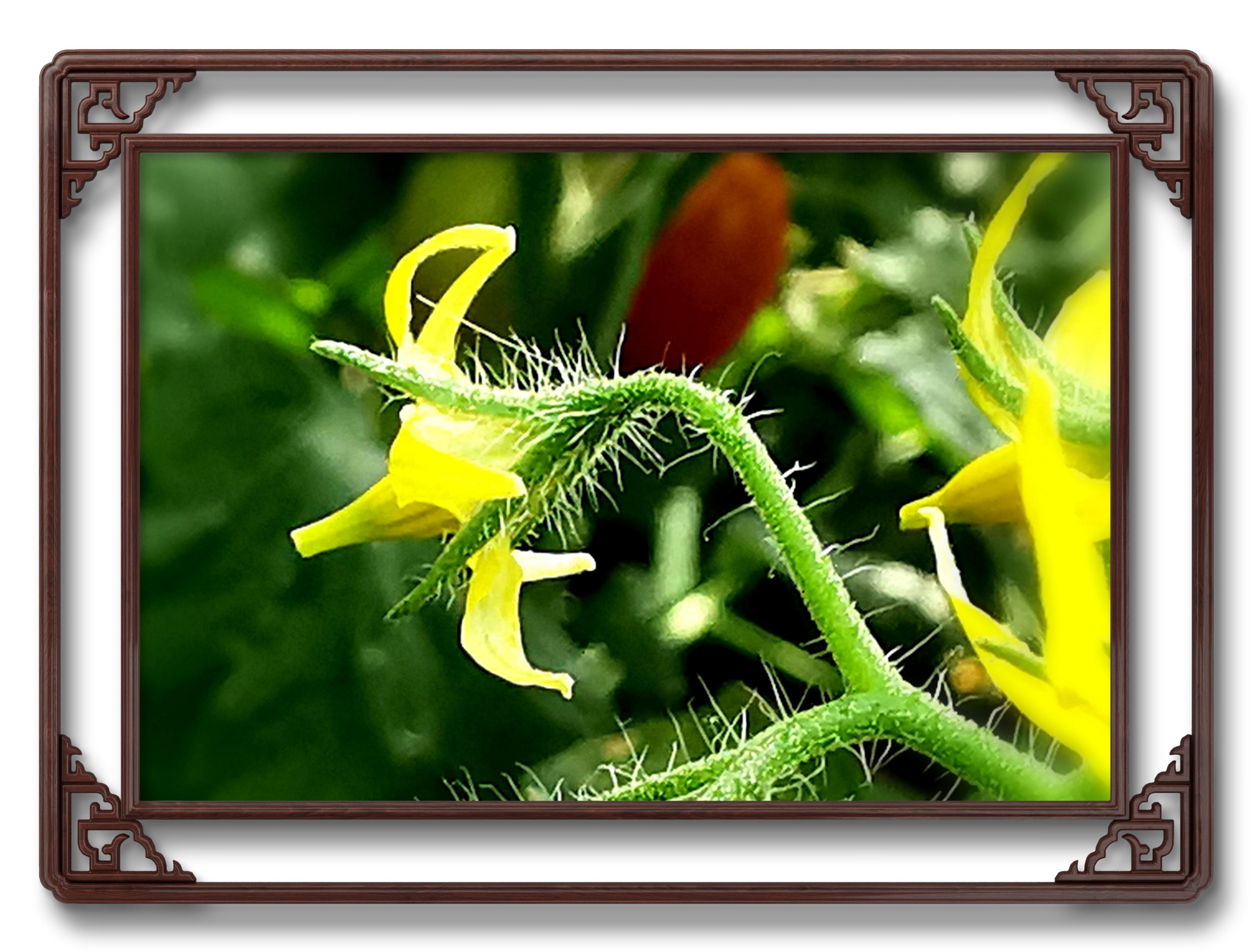 【首发】圣女果的花