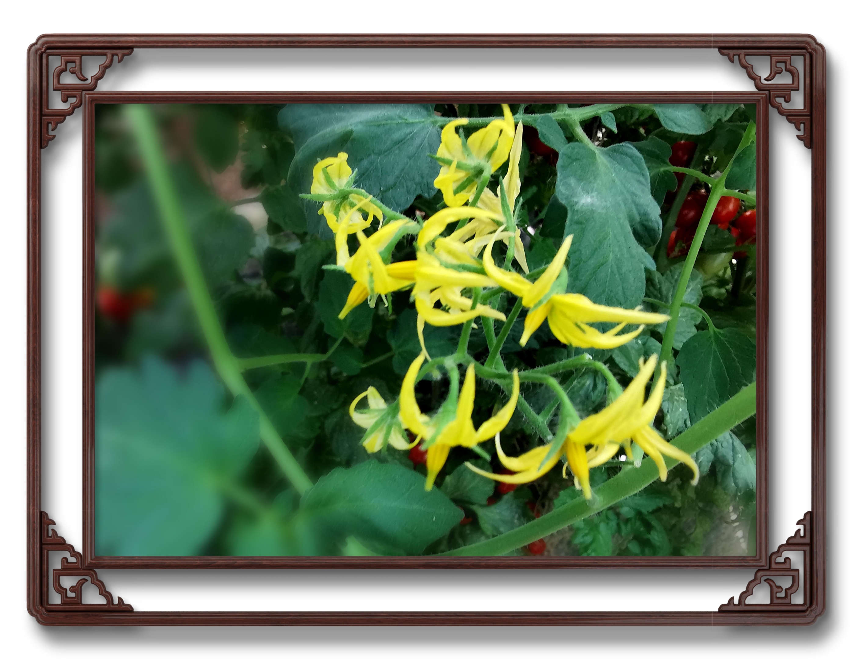 【首发】圣女果的花