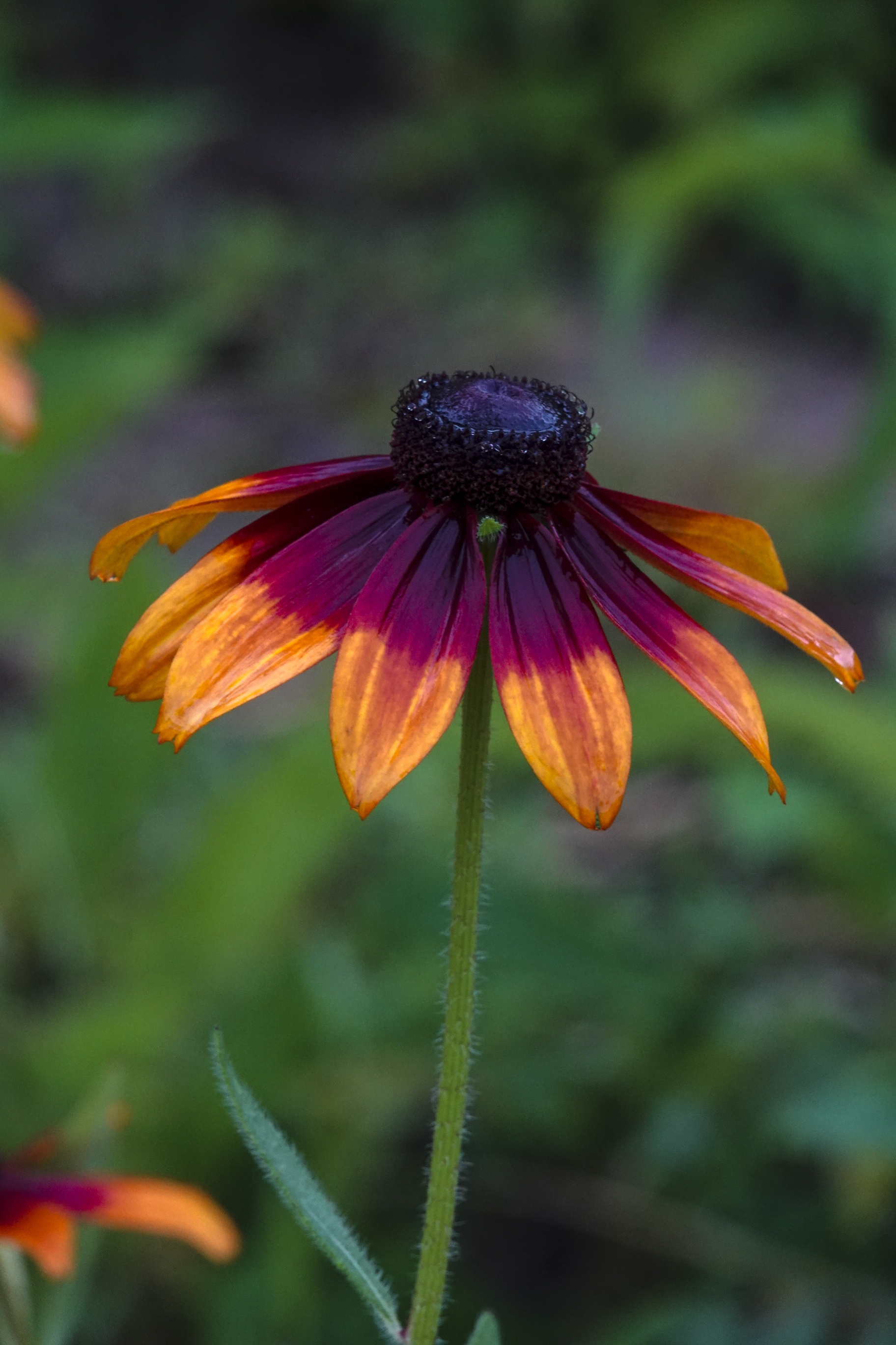 【首发】黑心菊(十一)