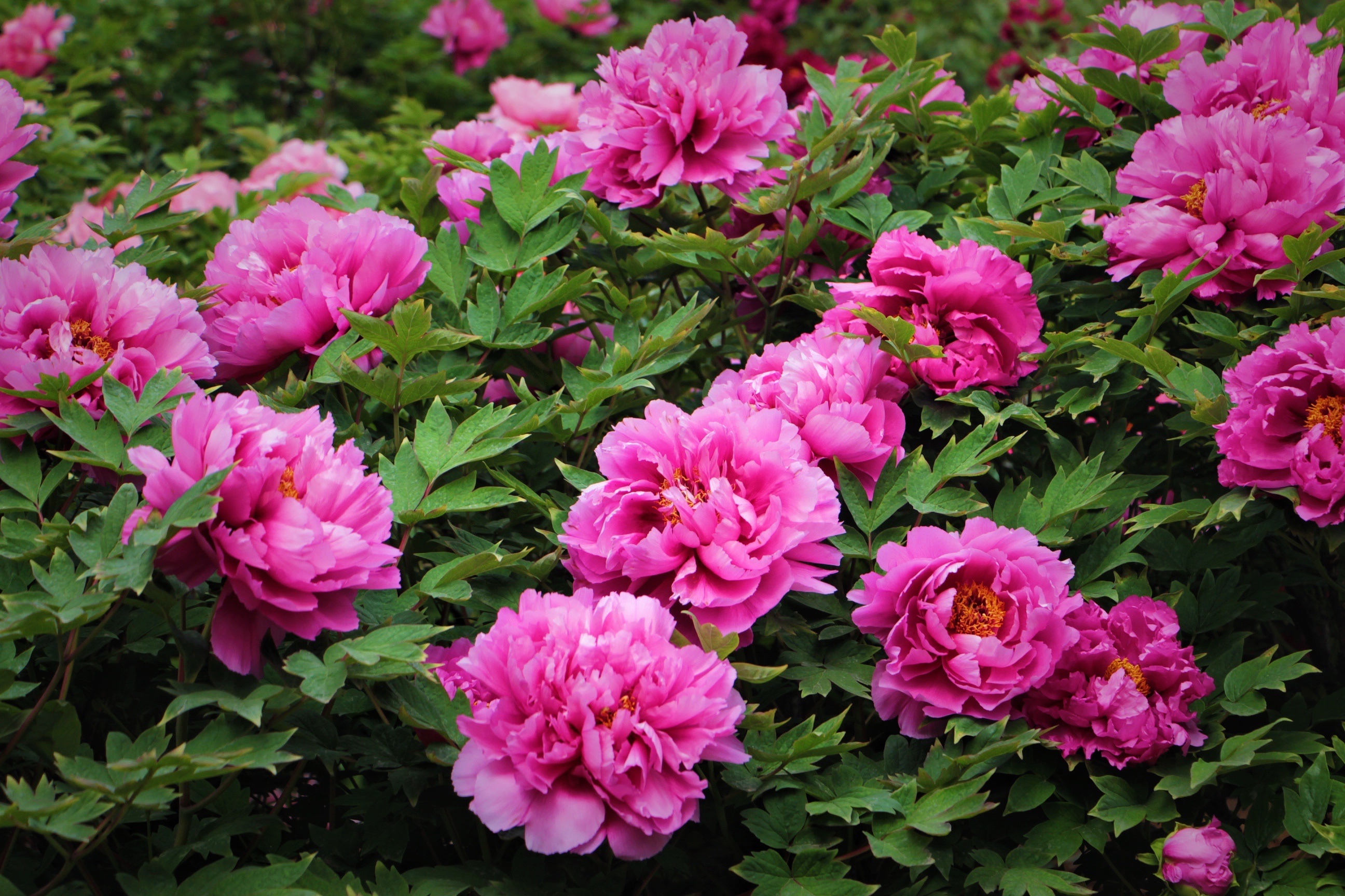 【首发】争艳斗丽的牡丹花