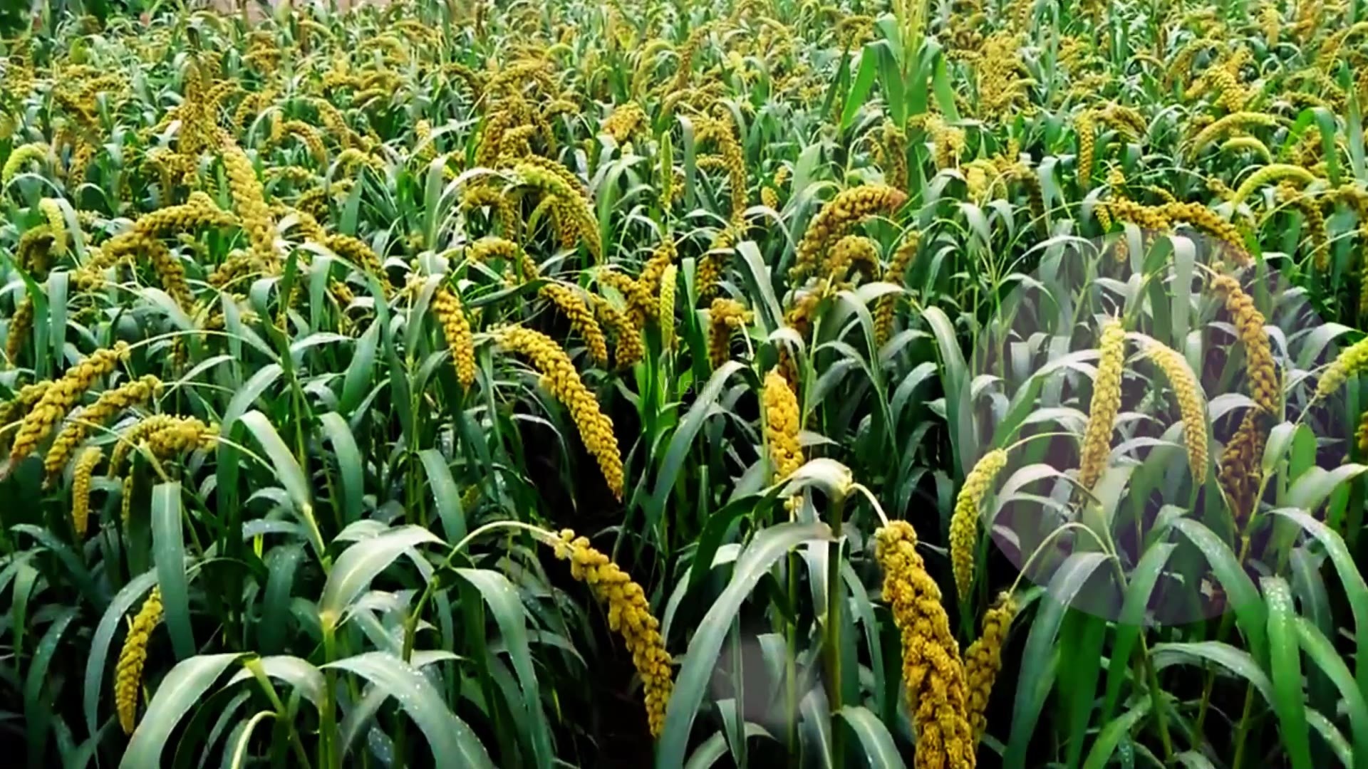 (三) 清风的凉爽之爱啊 从千里之外的东北辽源 驾驶东方红牌大型收割