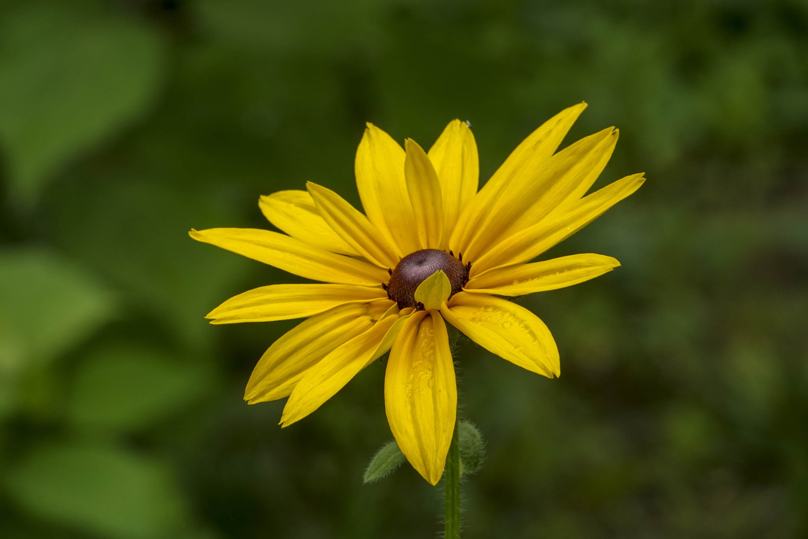 【首发】黑心菊(八)