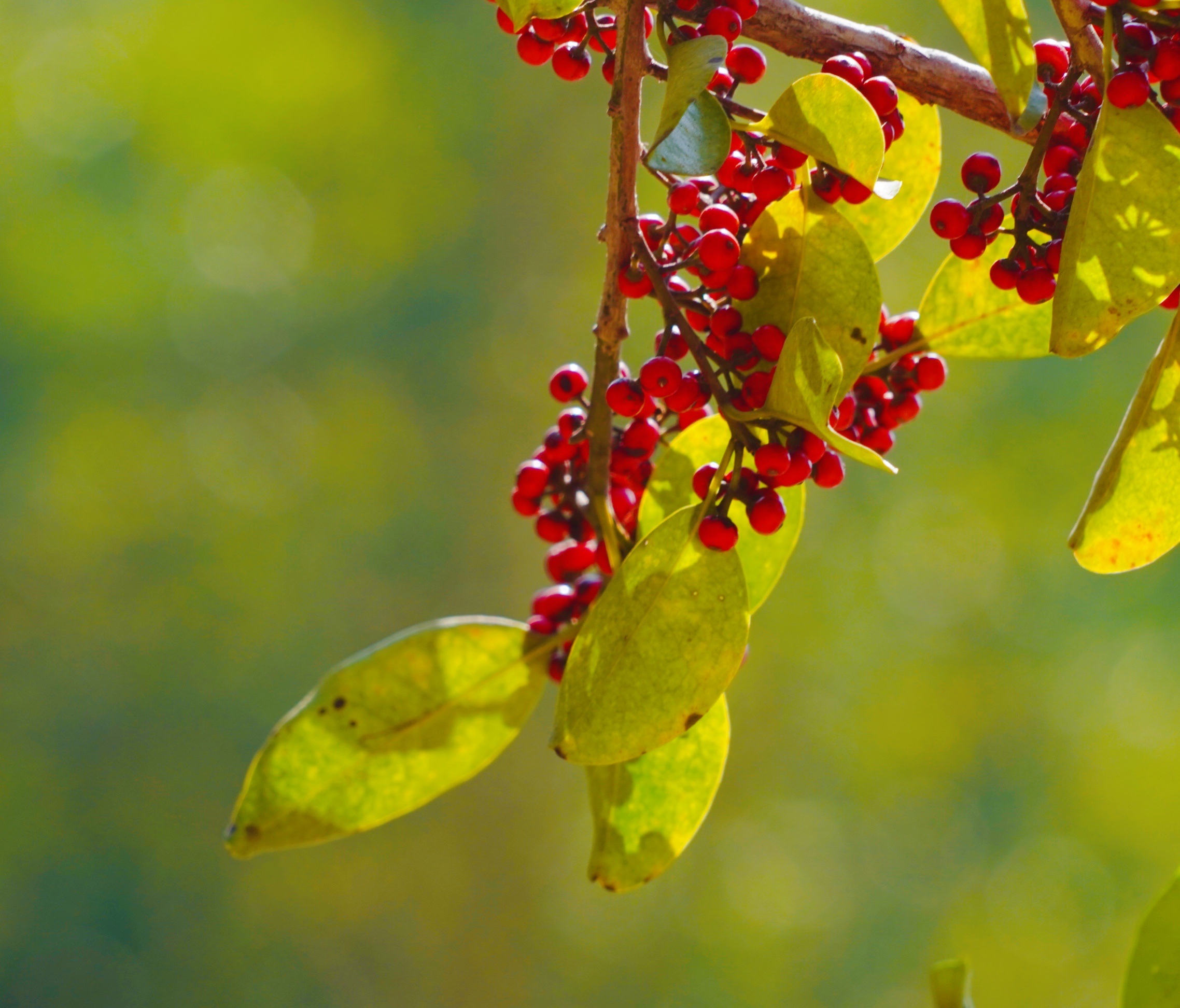 原创首发铁冬青果