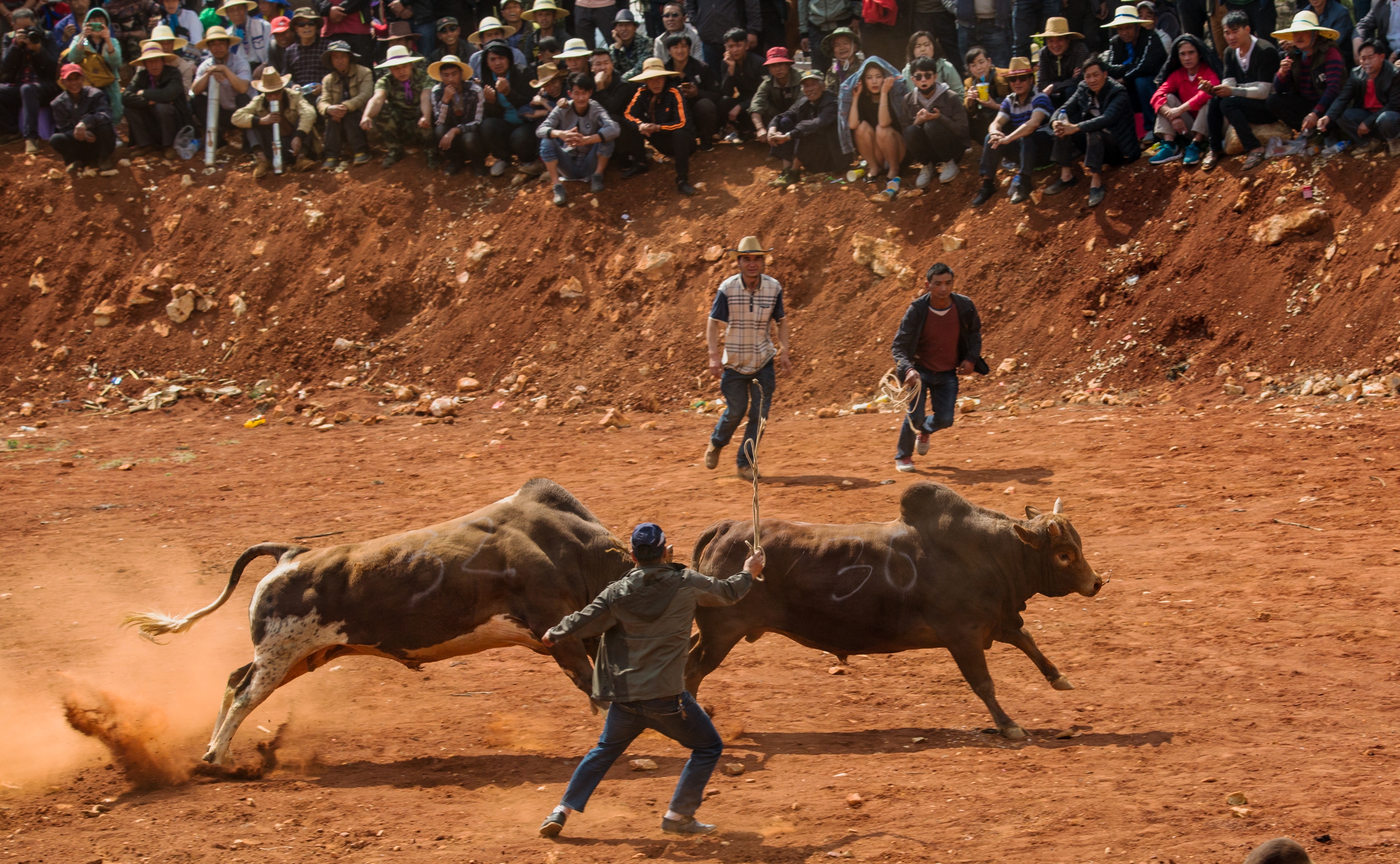 云南彝族雨胜村2018年斗牛节
