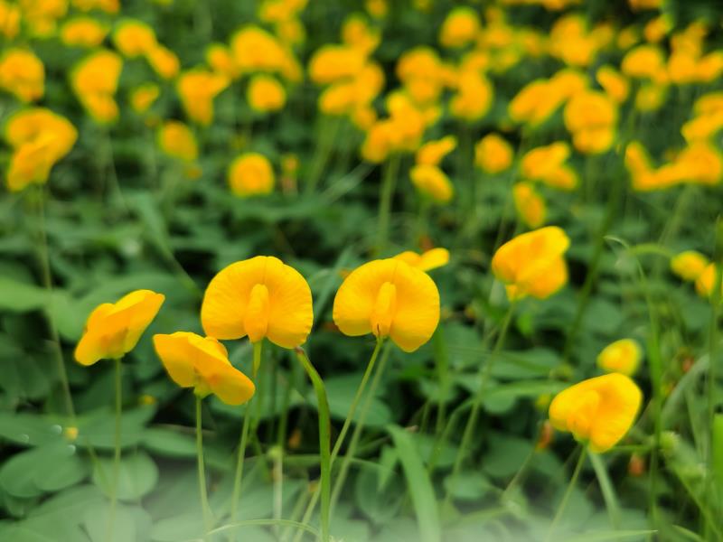 微距拍摄:蔓花生