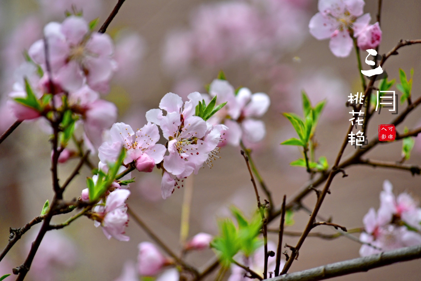 【首发】桃花开在三月天
