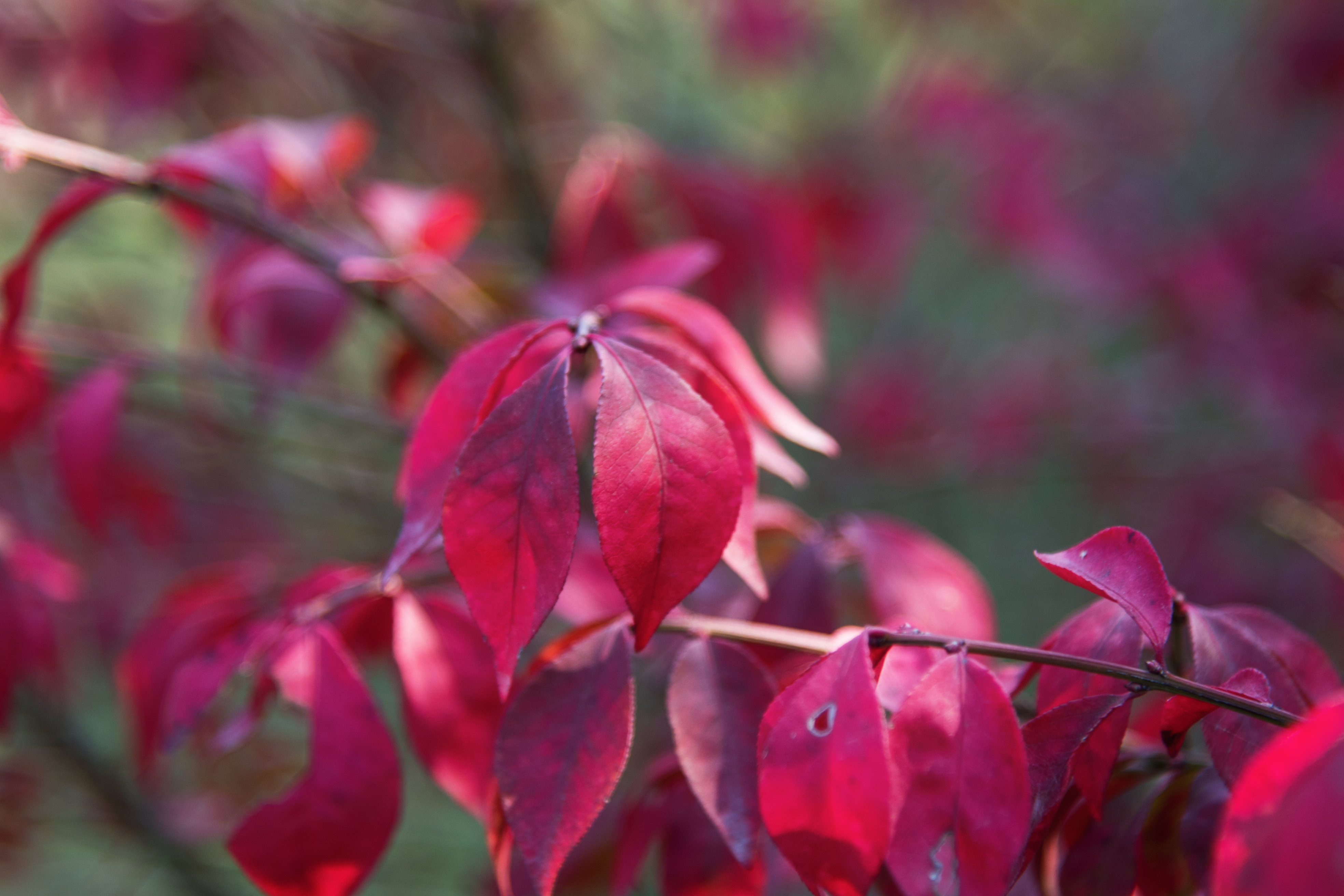 (首发)火焰卫矛