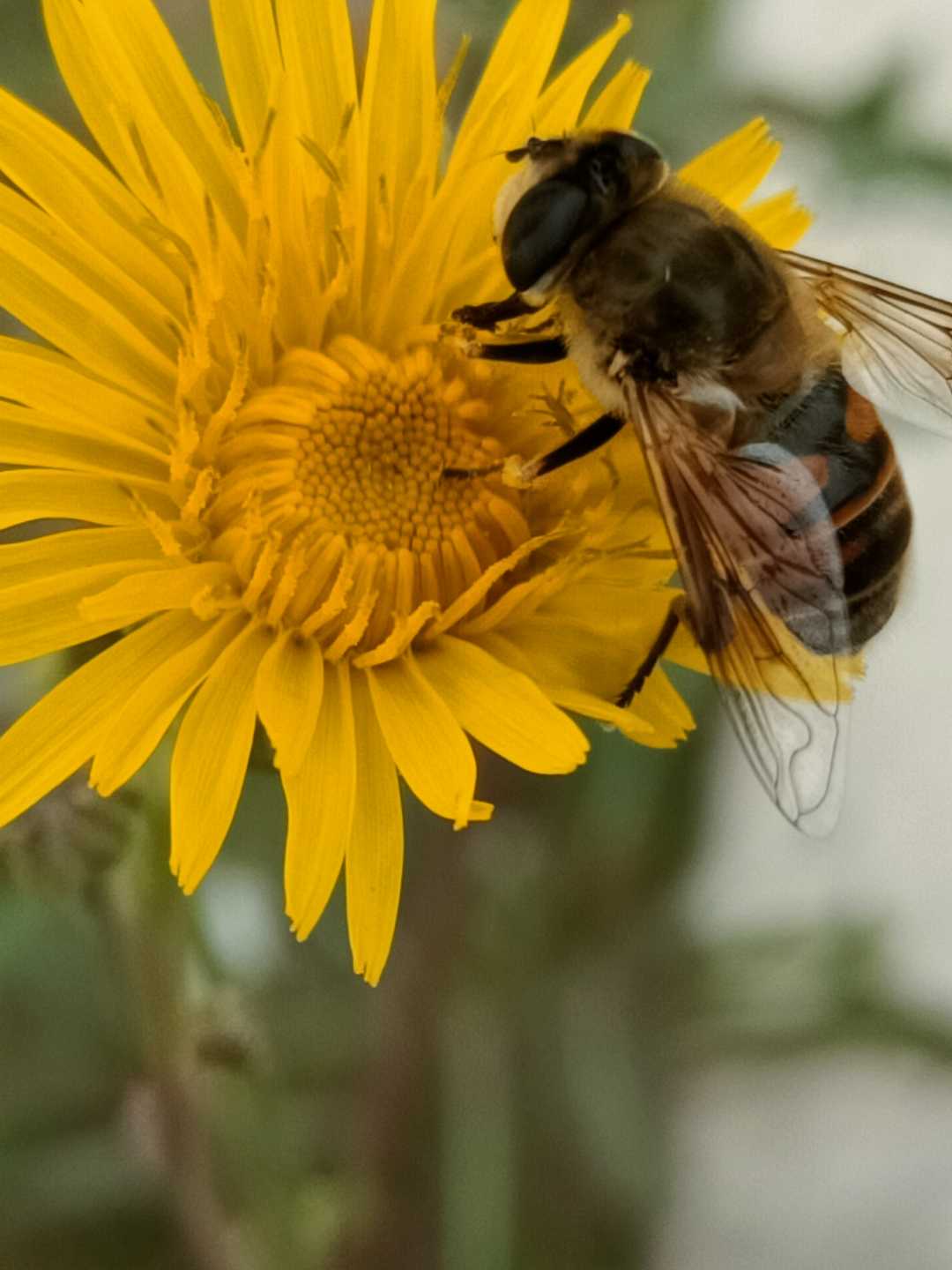 圆滚滚的蜜蜂图片