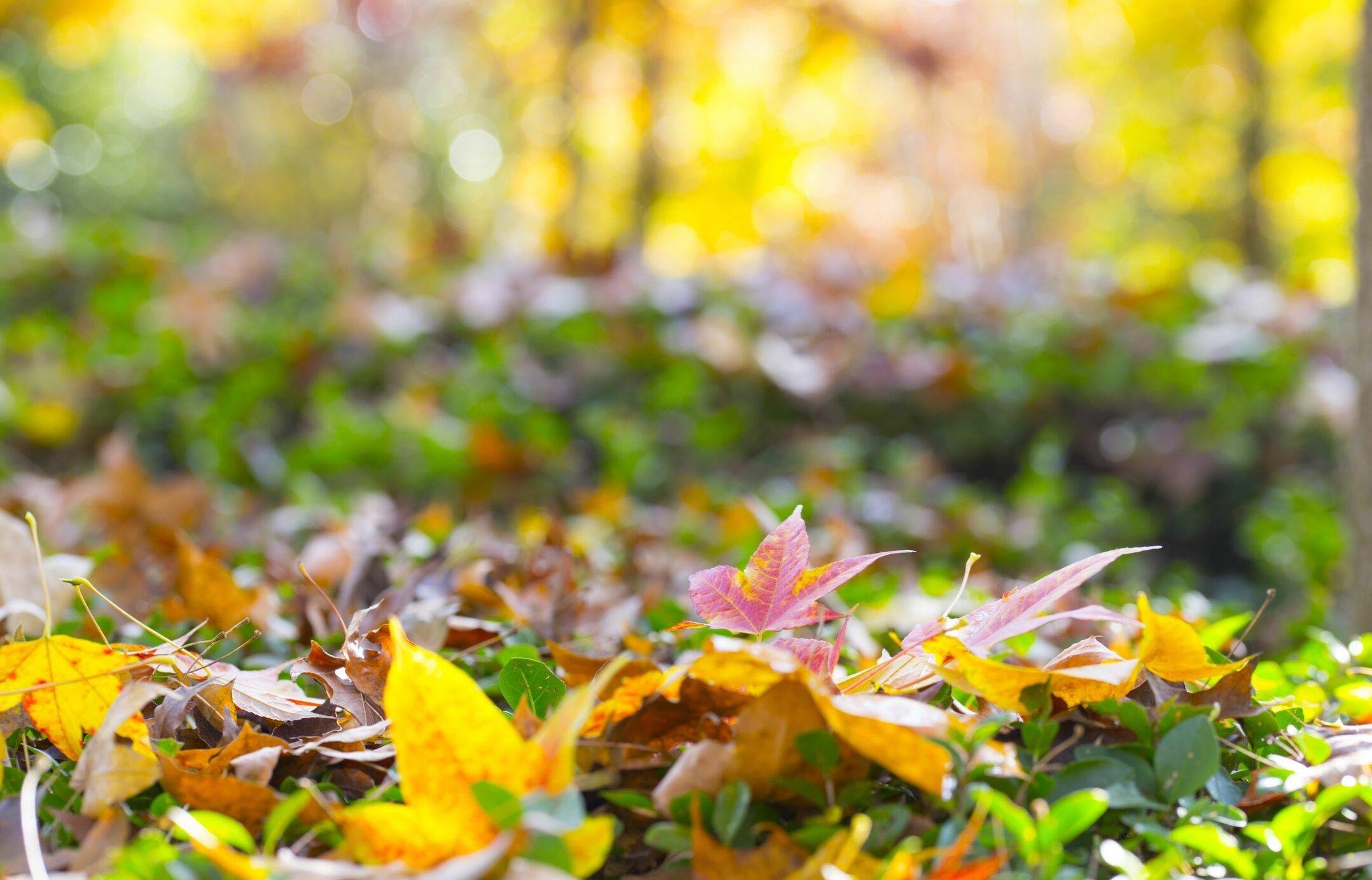 【首发】清秋静美枫叶黄