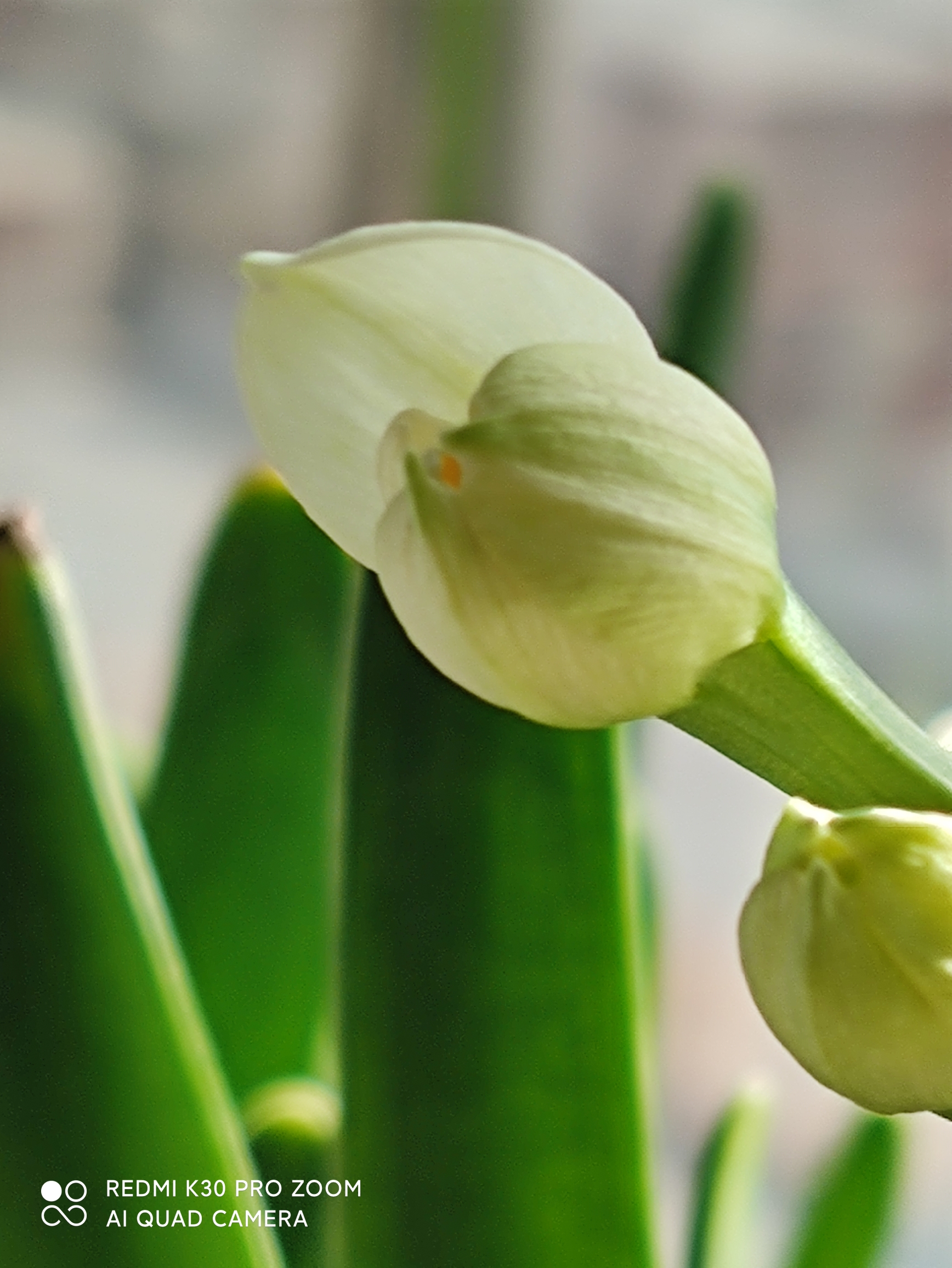 水仙花开花记ⅤⅤ首发