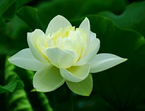 绿荷在诉说着你的辽阔 而我只需要你的一点点照射 心莲就为你单纯的