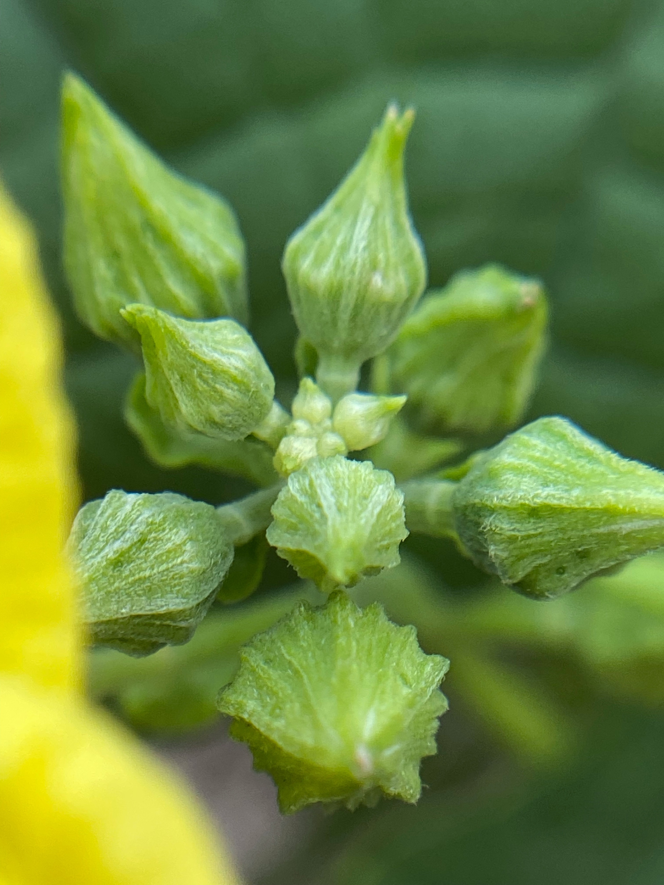 【首发】丝瓜开花