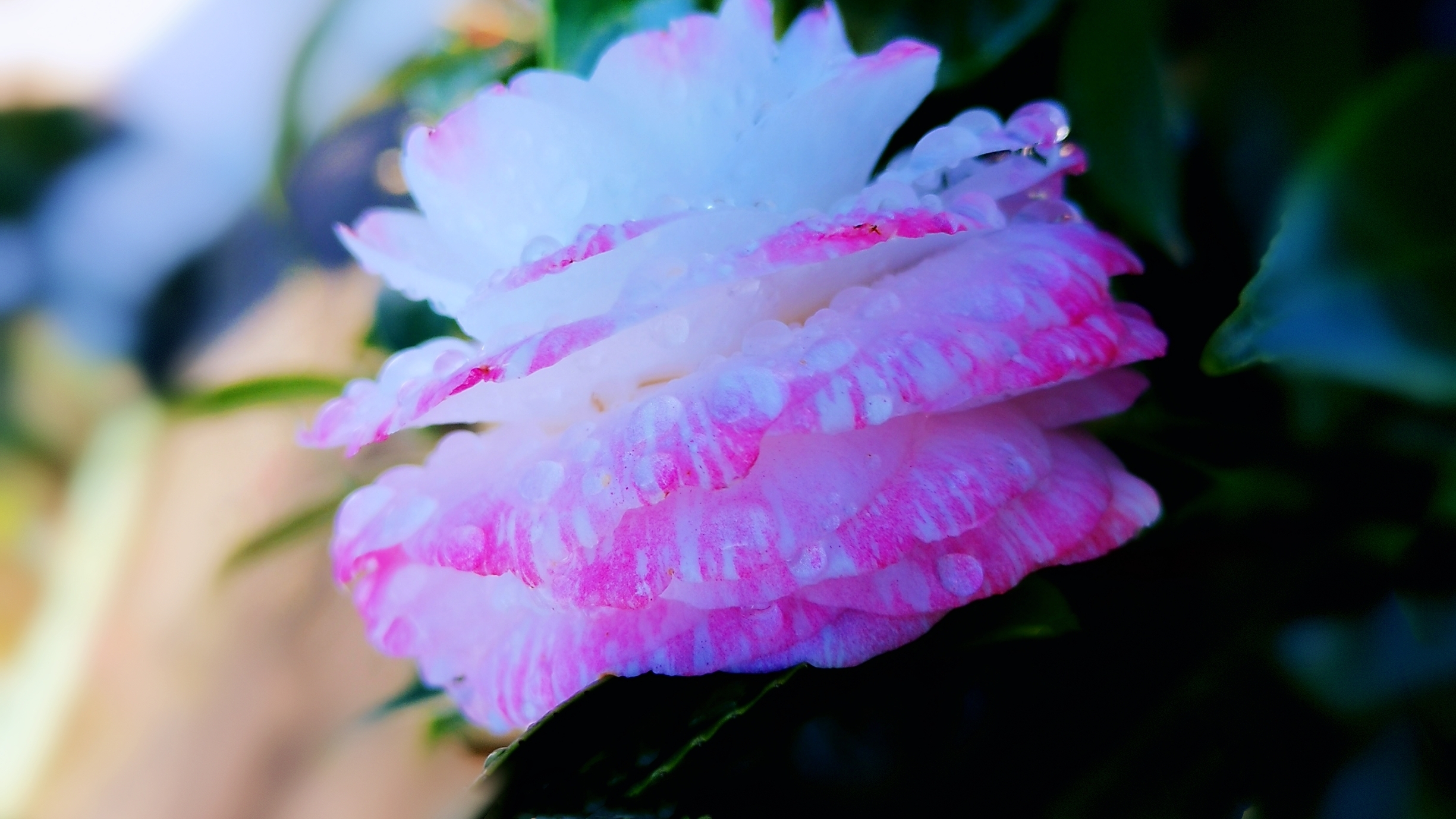 四季花开:粉嫩娇妍山茶花～9【原创首发】