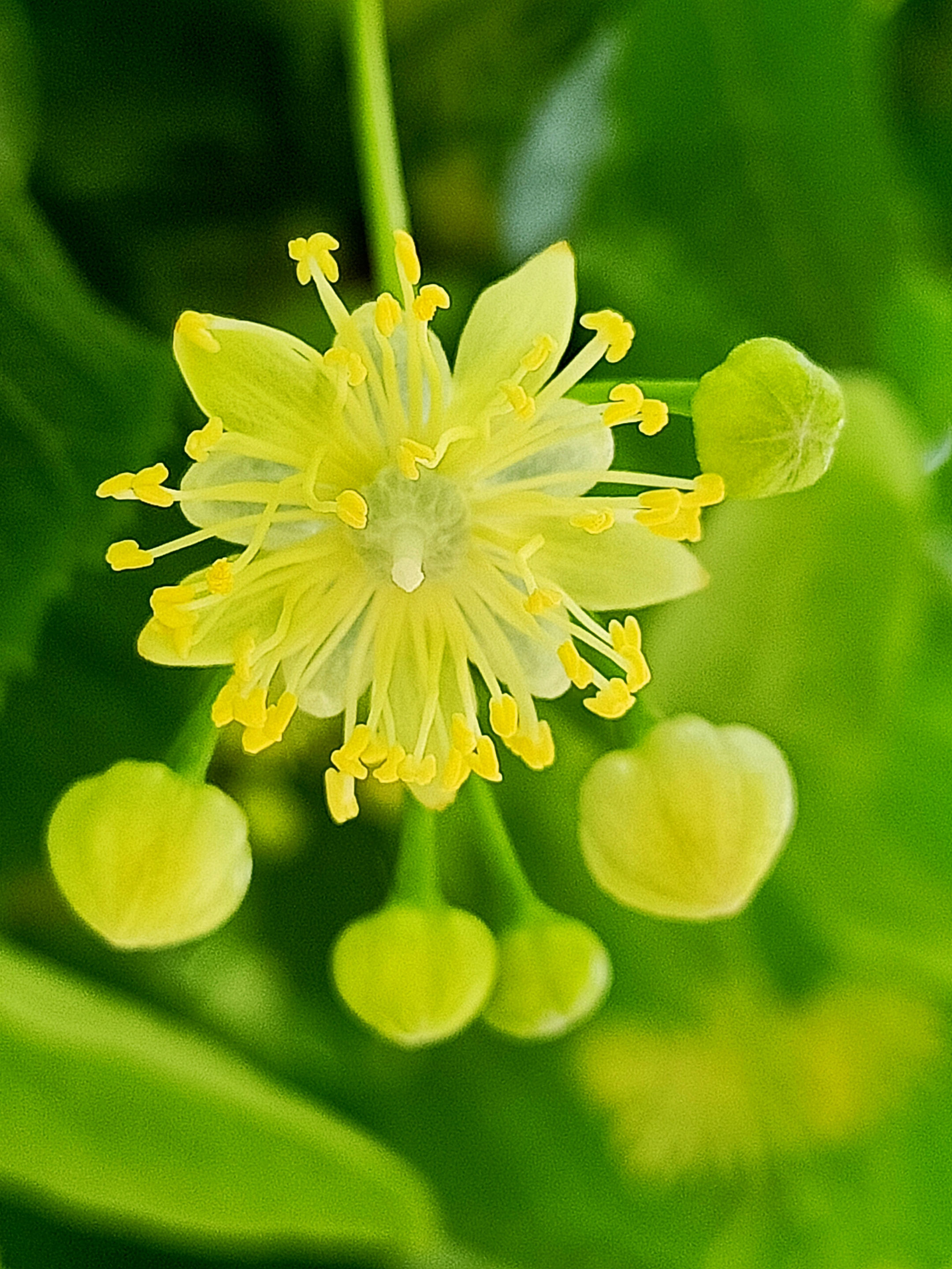 amurensis 椴树科 tiliaceae · 椴树属 tilia 别名:椴树,籽椴 紫椴的