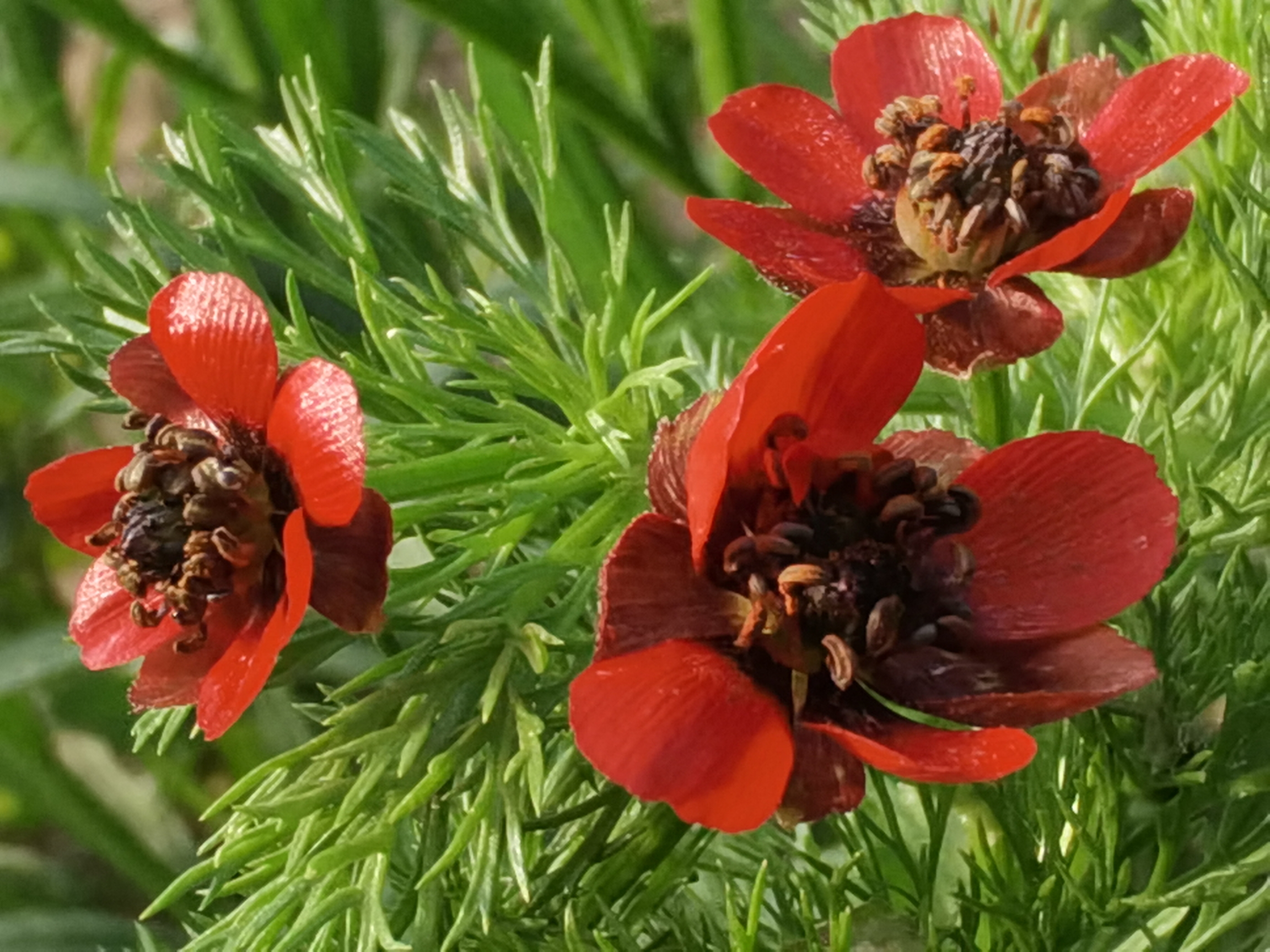 【首发】夏侧金盏花你们认识吗?可好看了