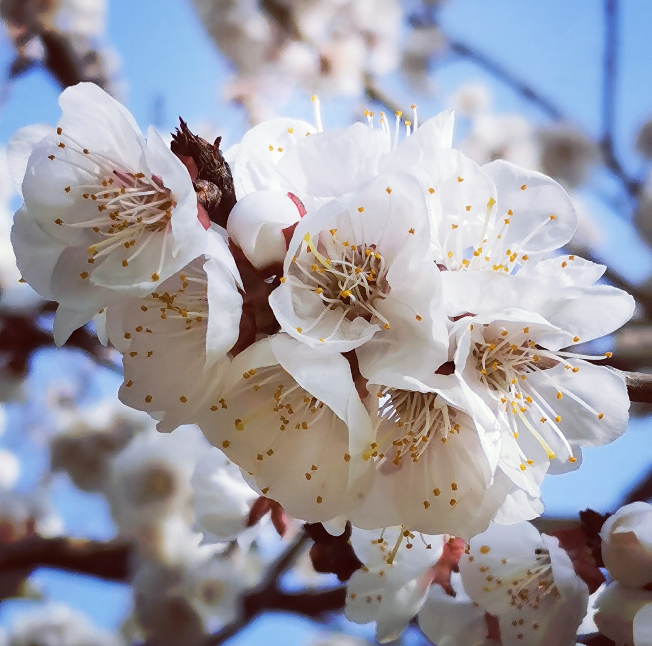 樱桃花是百果第一花,她以纯粹的姿态为春天撩开了帷幕.