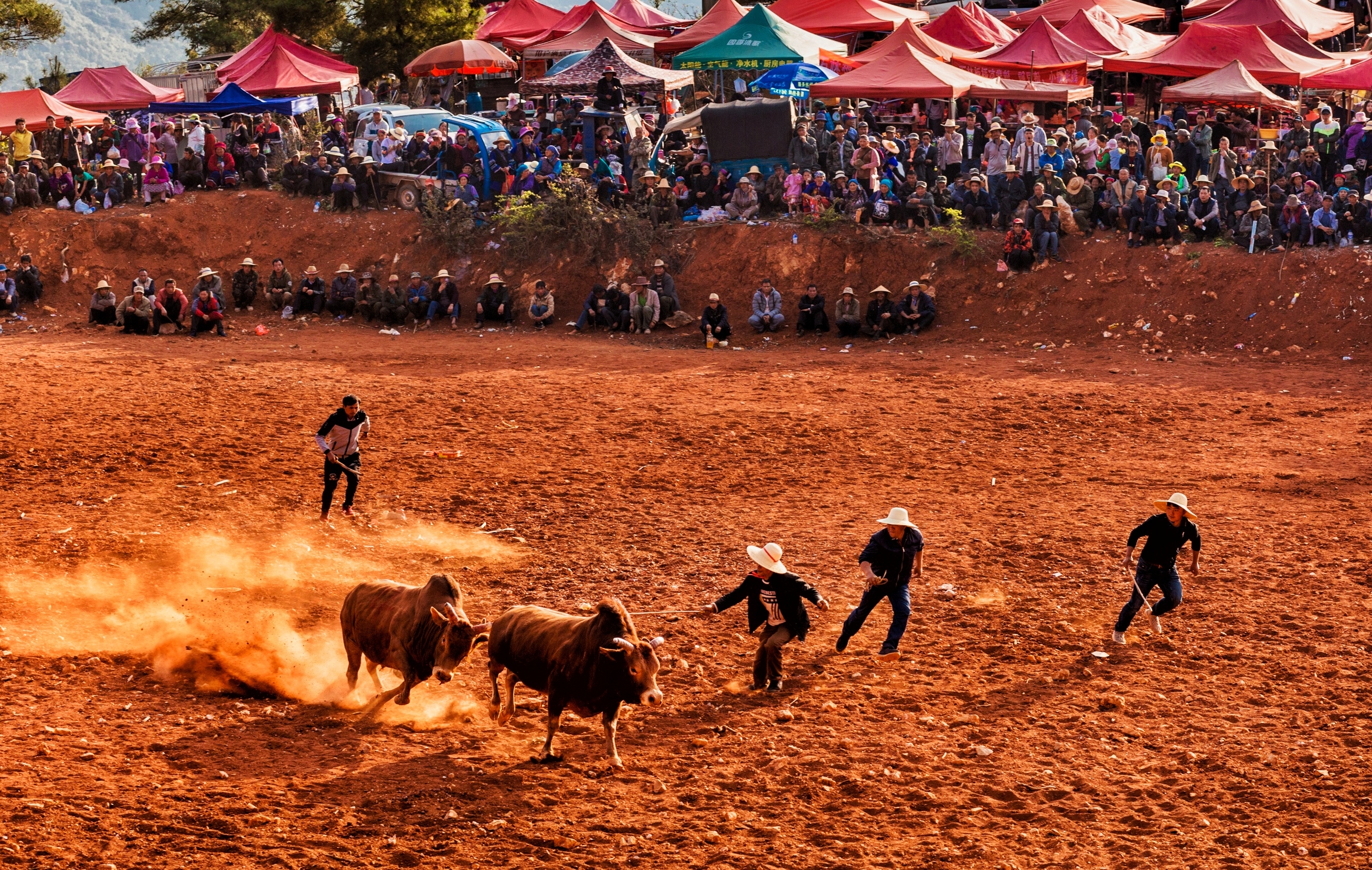 云南彝族雨胜村2018年斗牛节