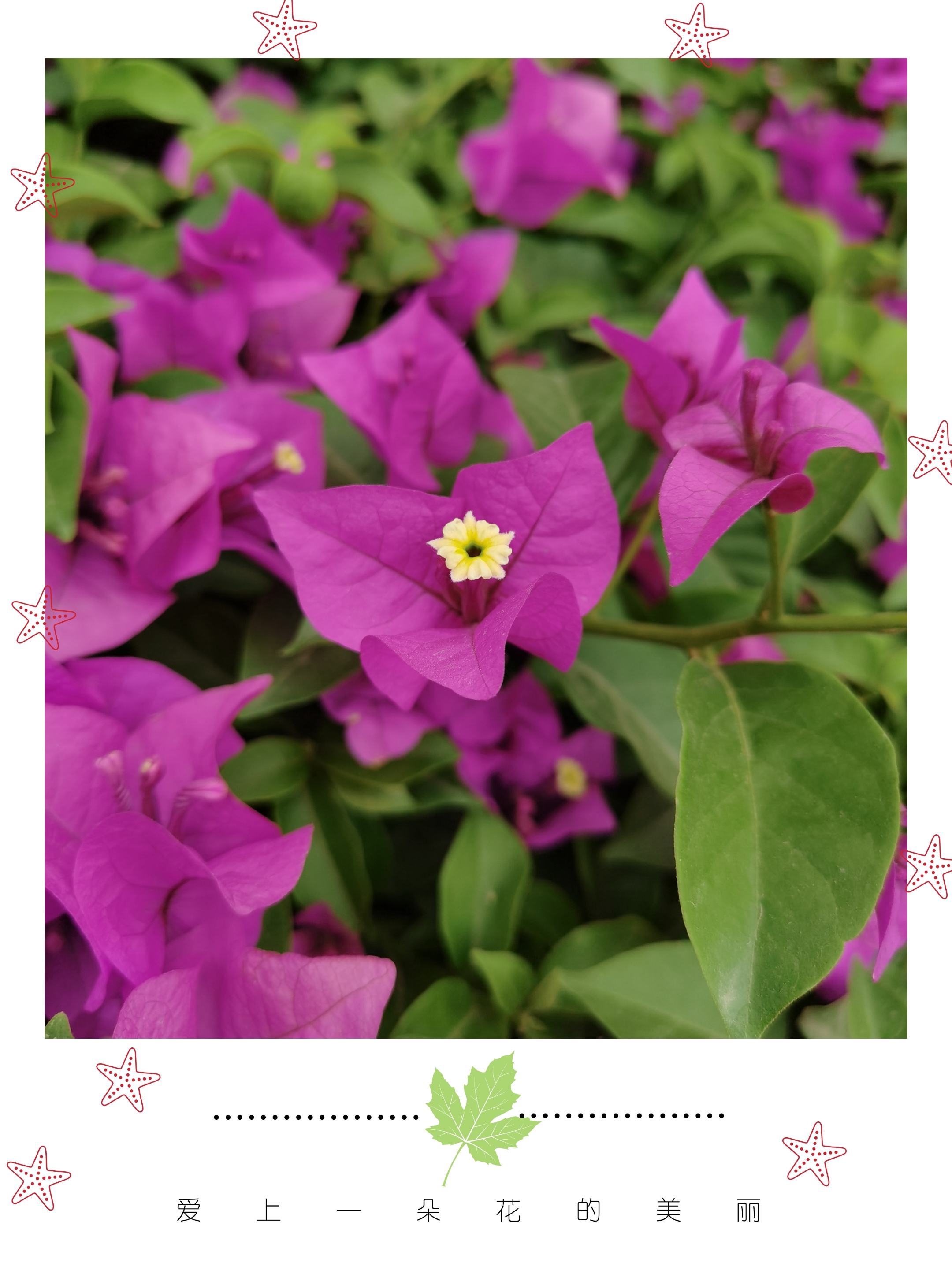 紫红色叶子花『原创首发』