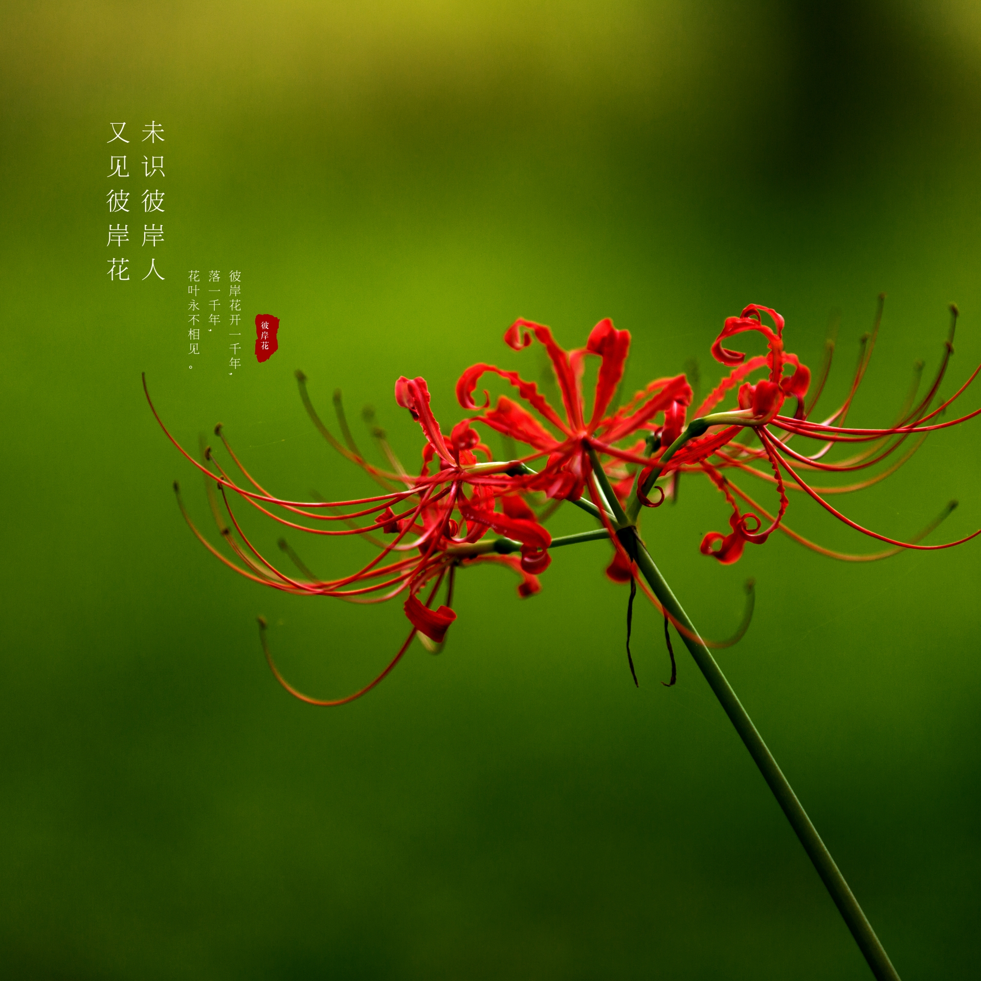 彼岸花在中国的花语(彼岸花在中国的花语有哪些)