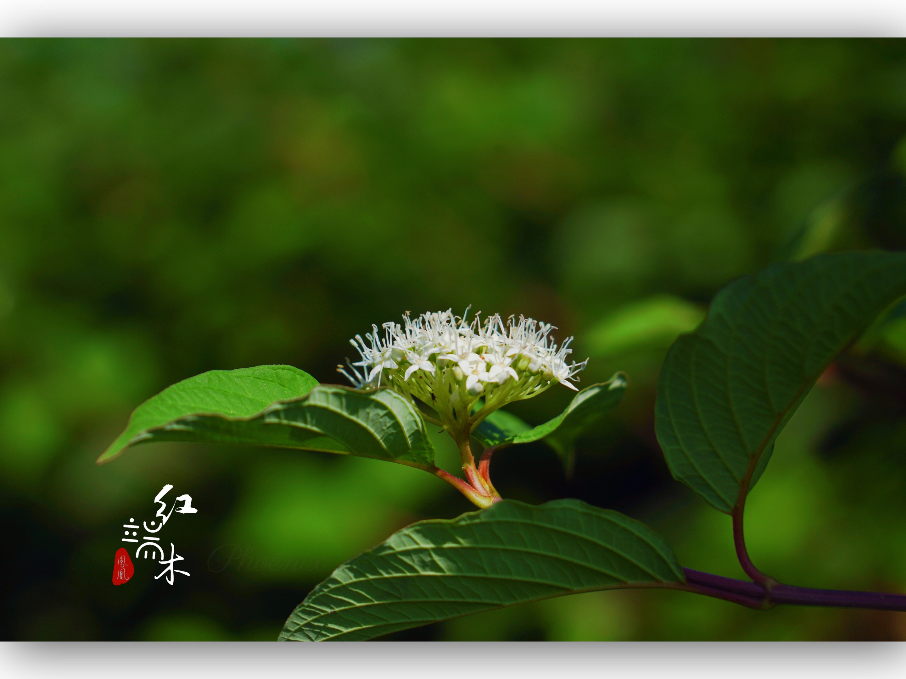 夏花绚烂:盛开的红端木花[首发]